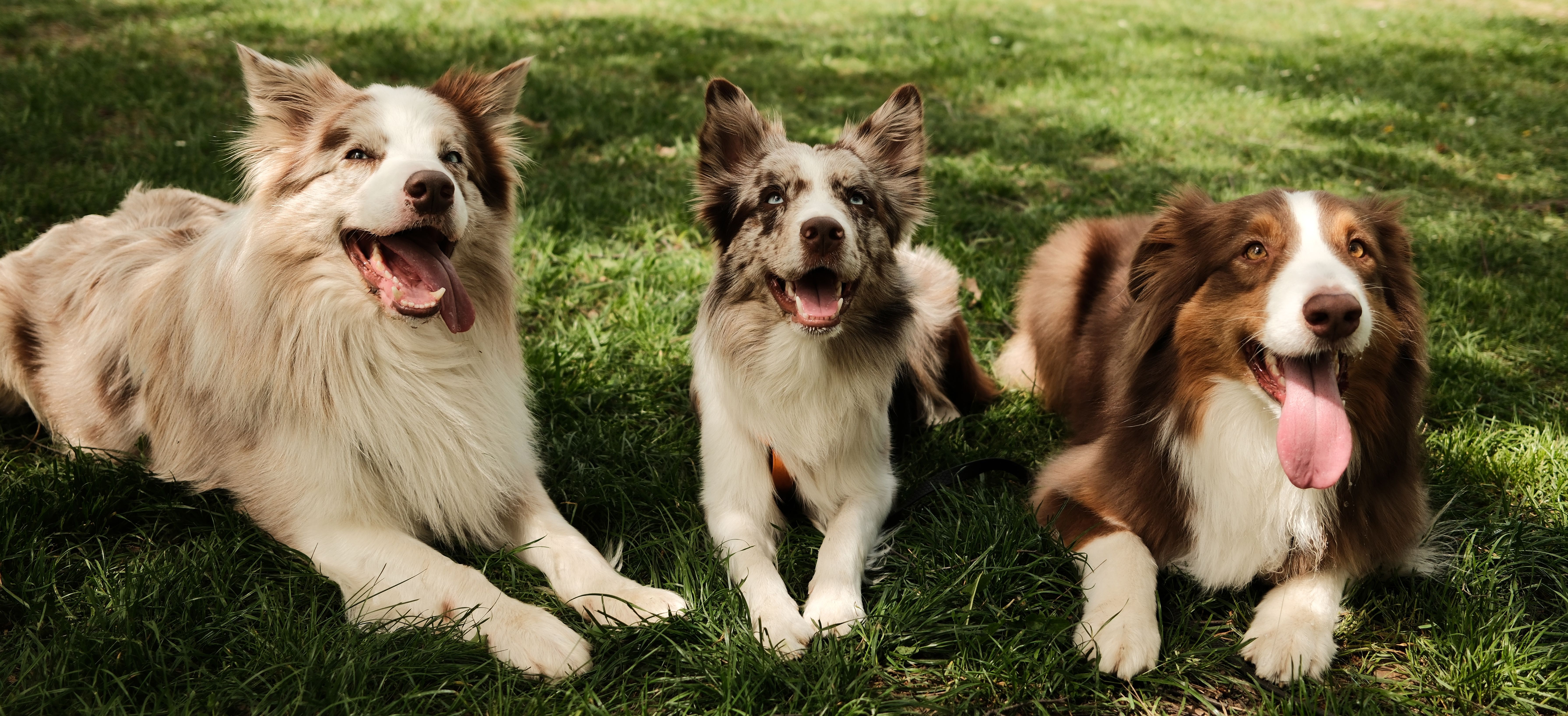 australian shepherd health