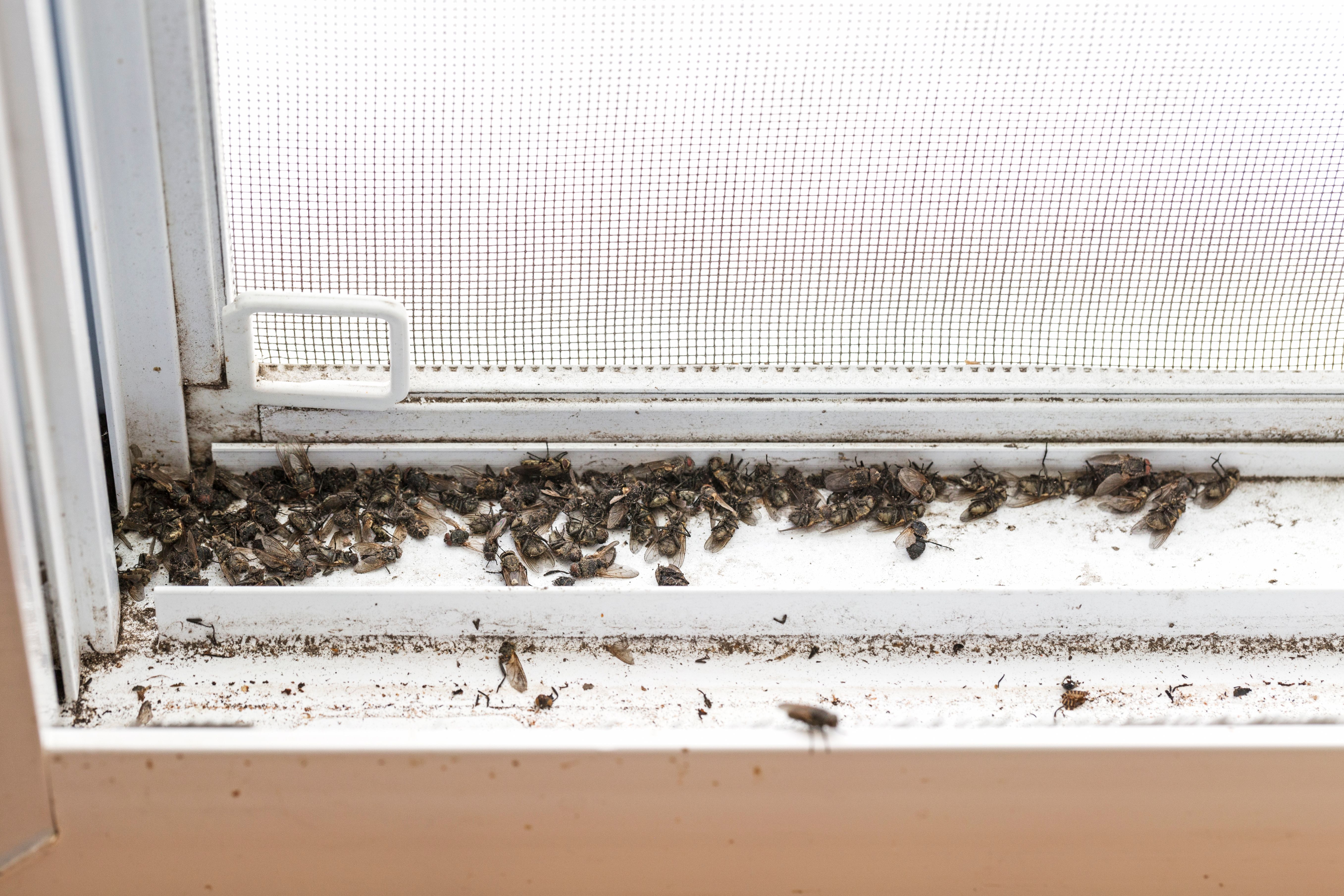 home pest prevention