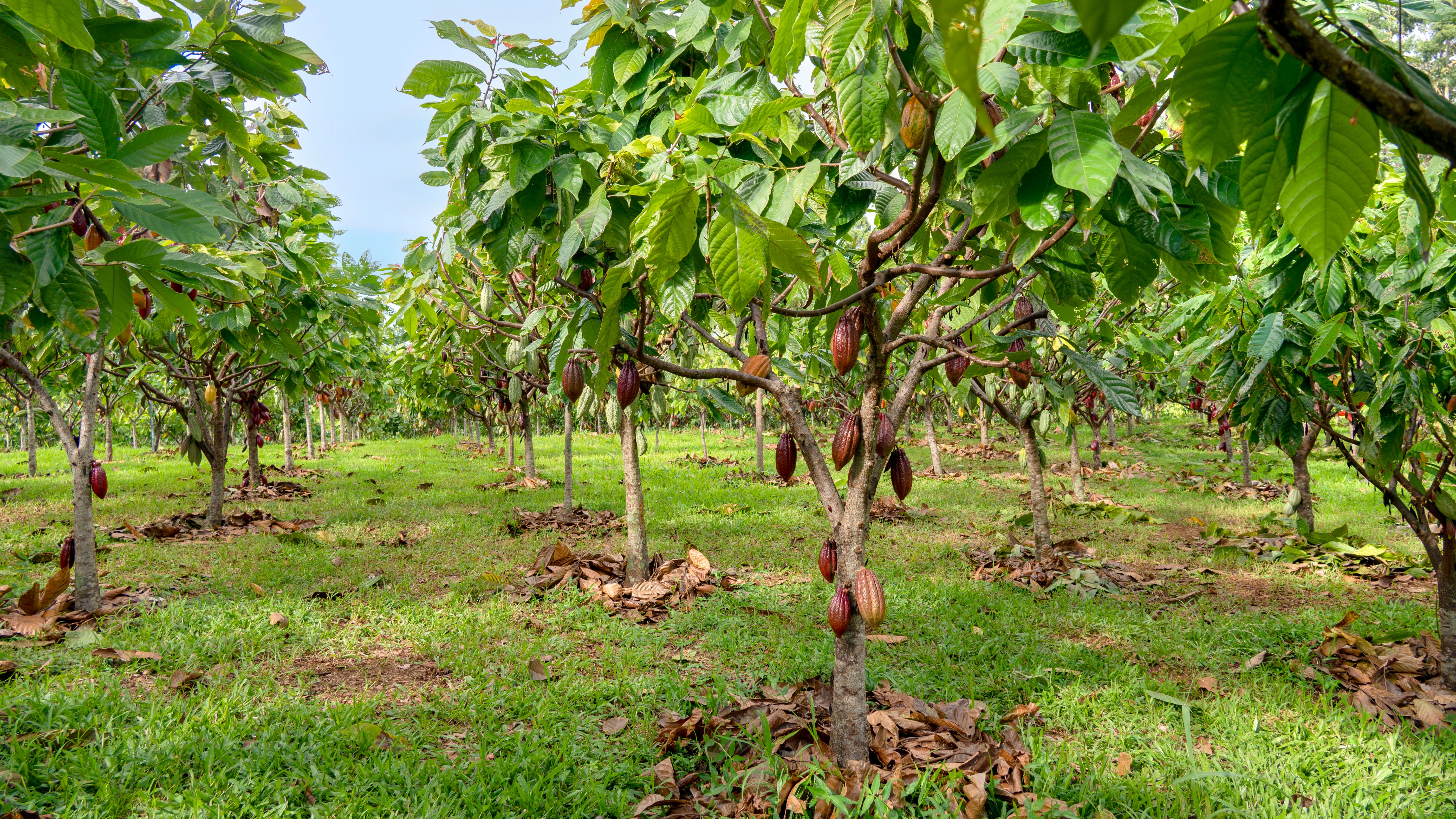 cacao orchard, Theobroma cacao, Hawaii County, Hawaii cacao orchard, Theobroma cacao, Hawaii County, Hawaii