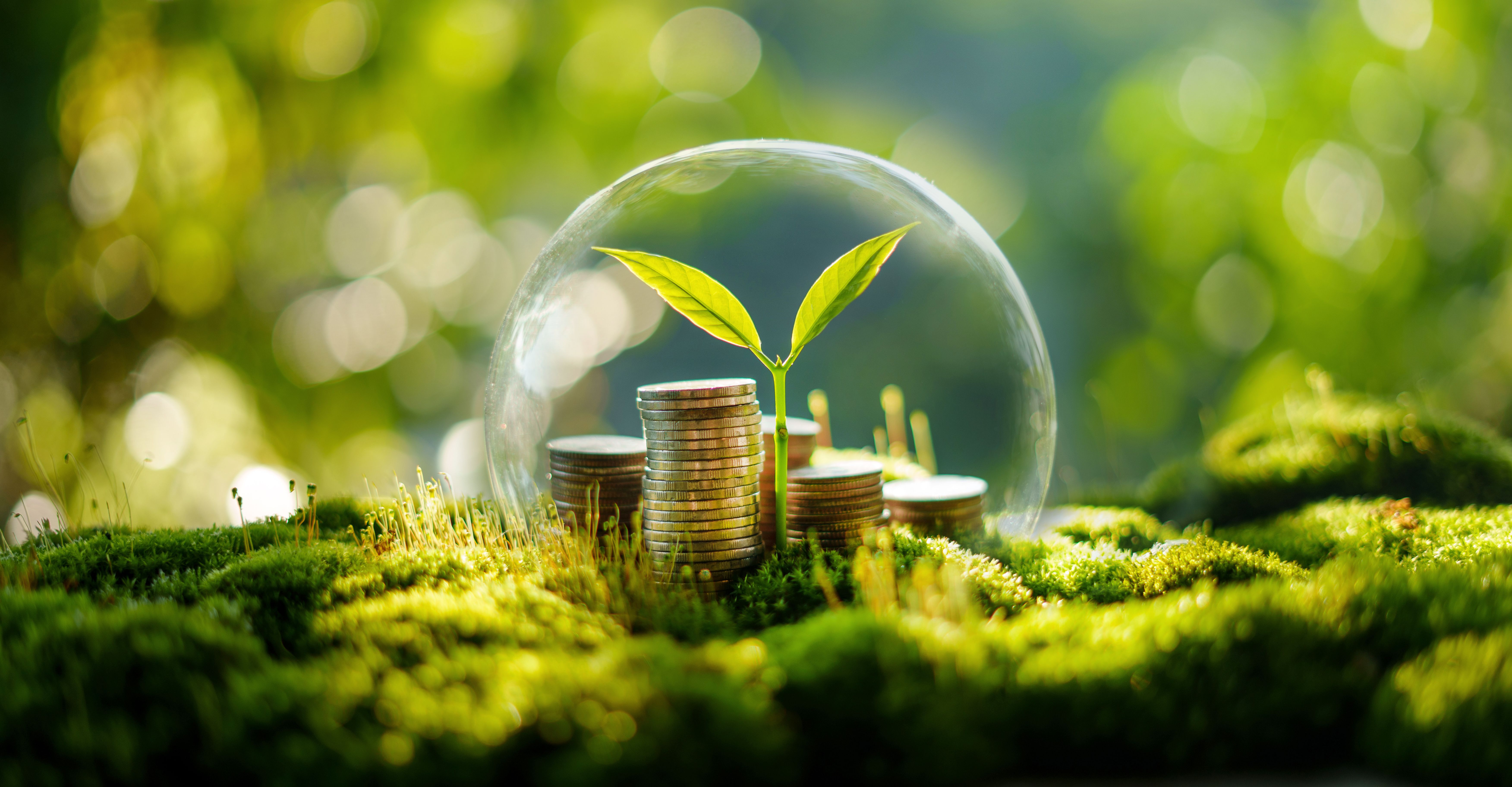 Saving money and growth and environment concept, money pile on green moss with evening light in nature