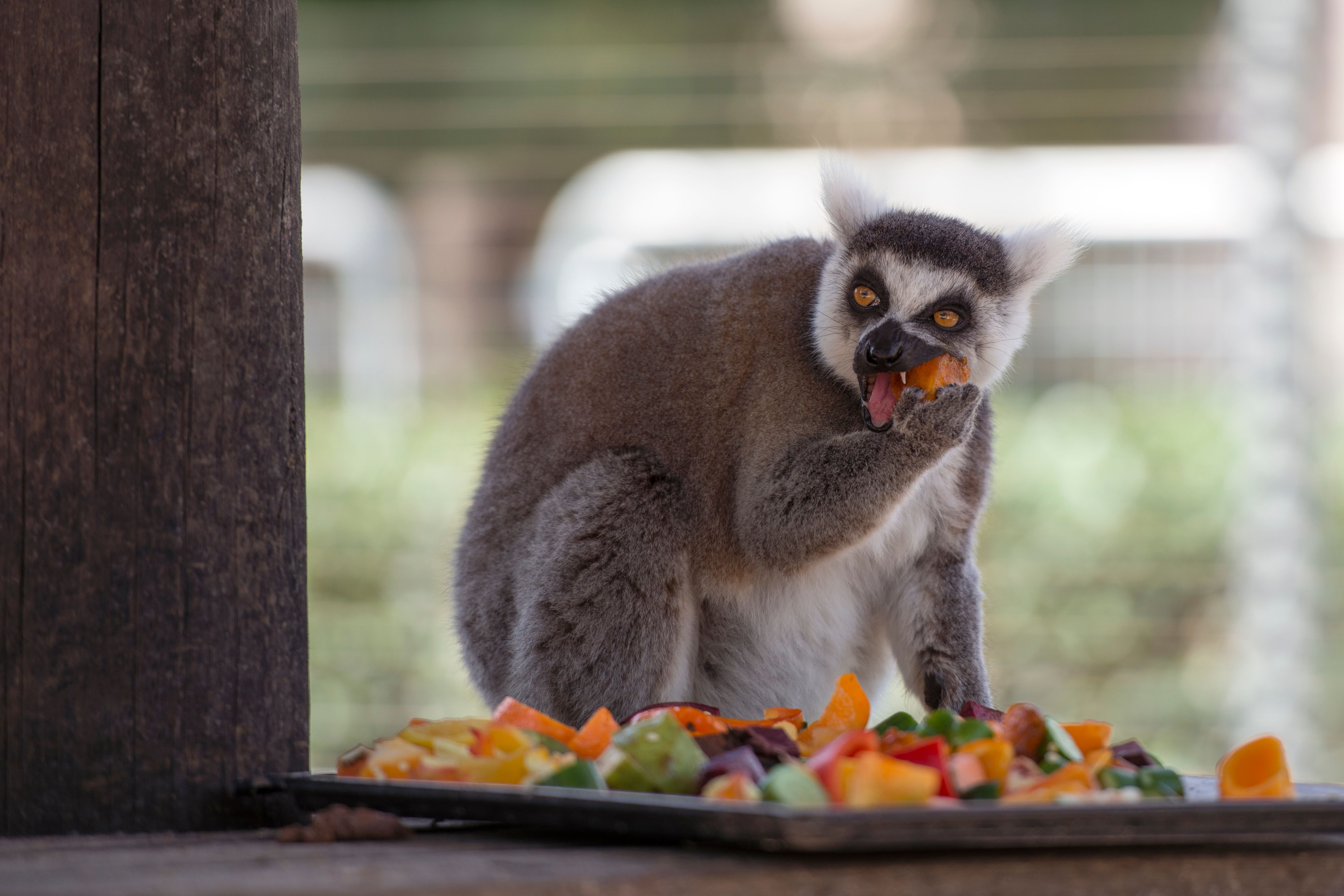 Comoros wildlife - Lemur eating fruits.