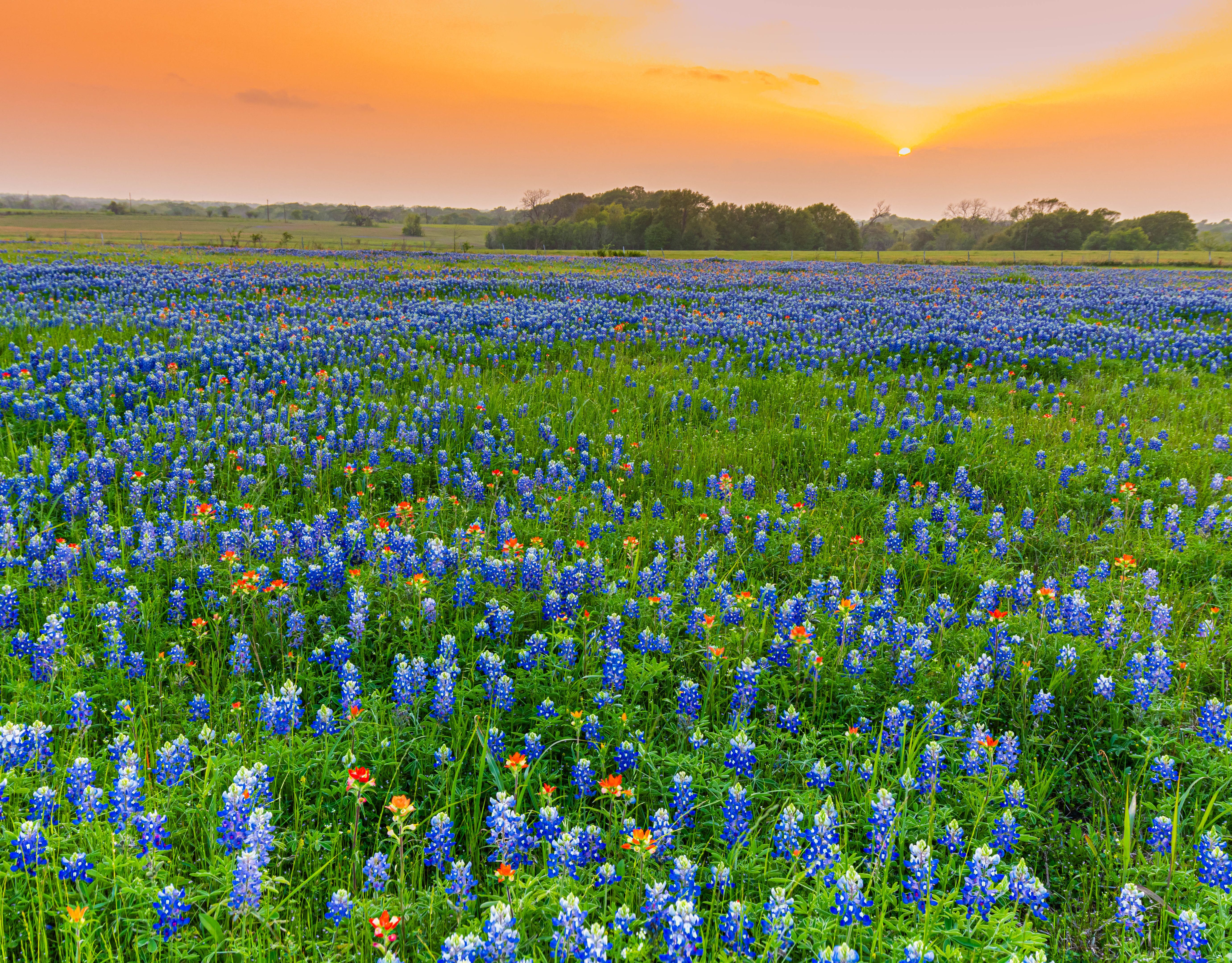 texas landscape