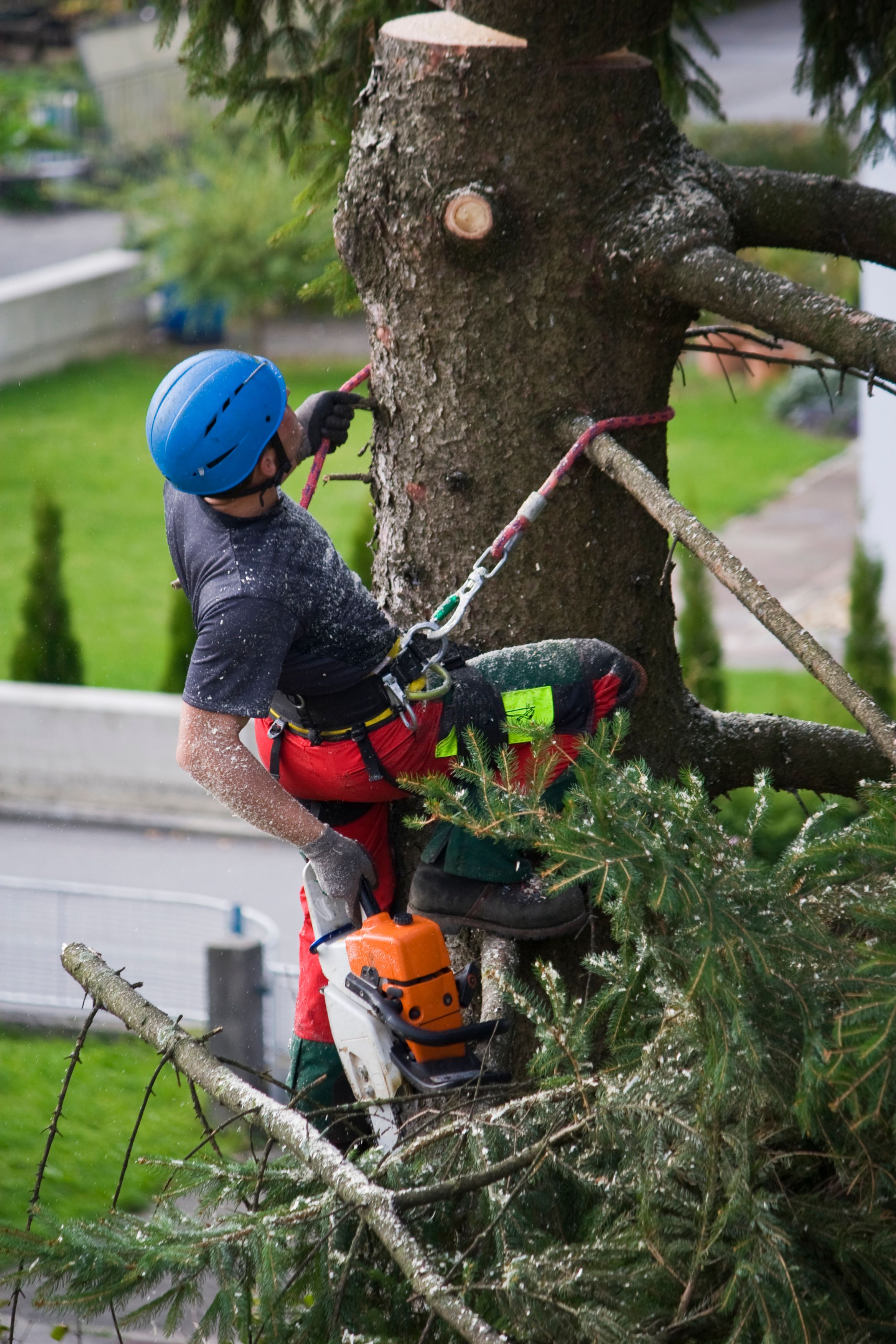 tree service safety