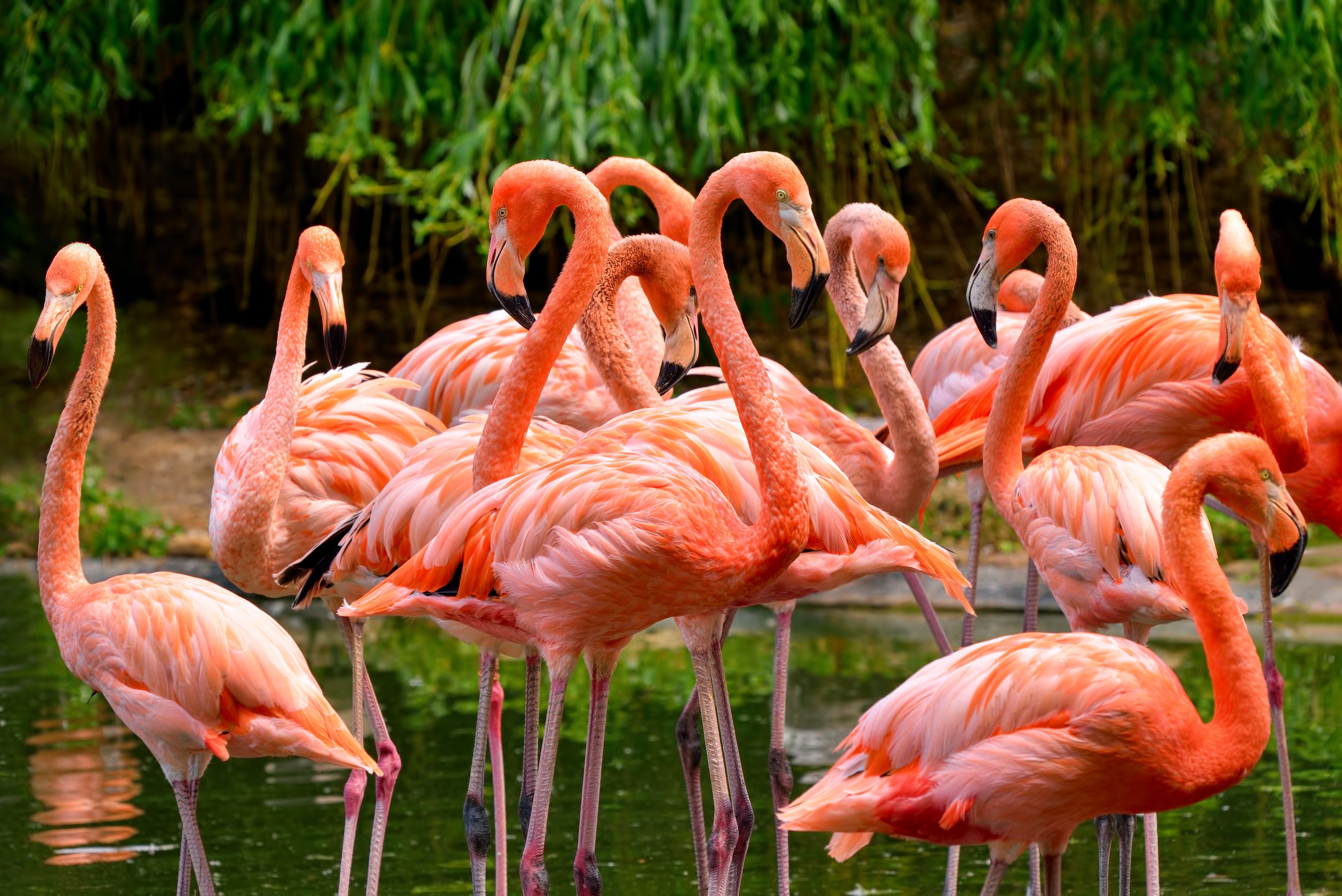 exotic animals