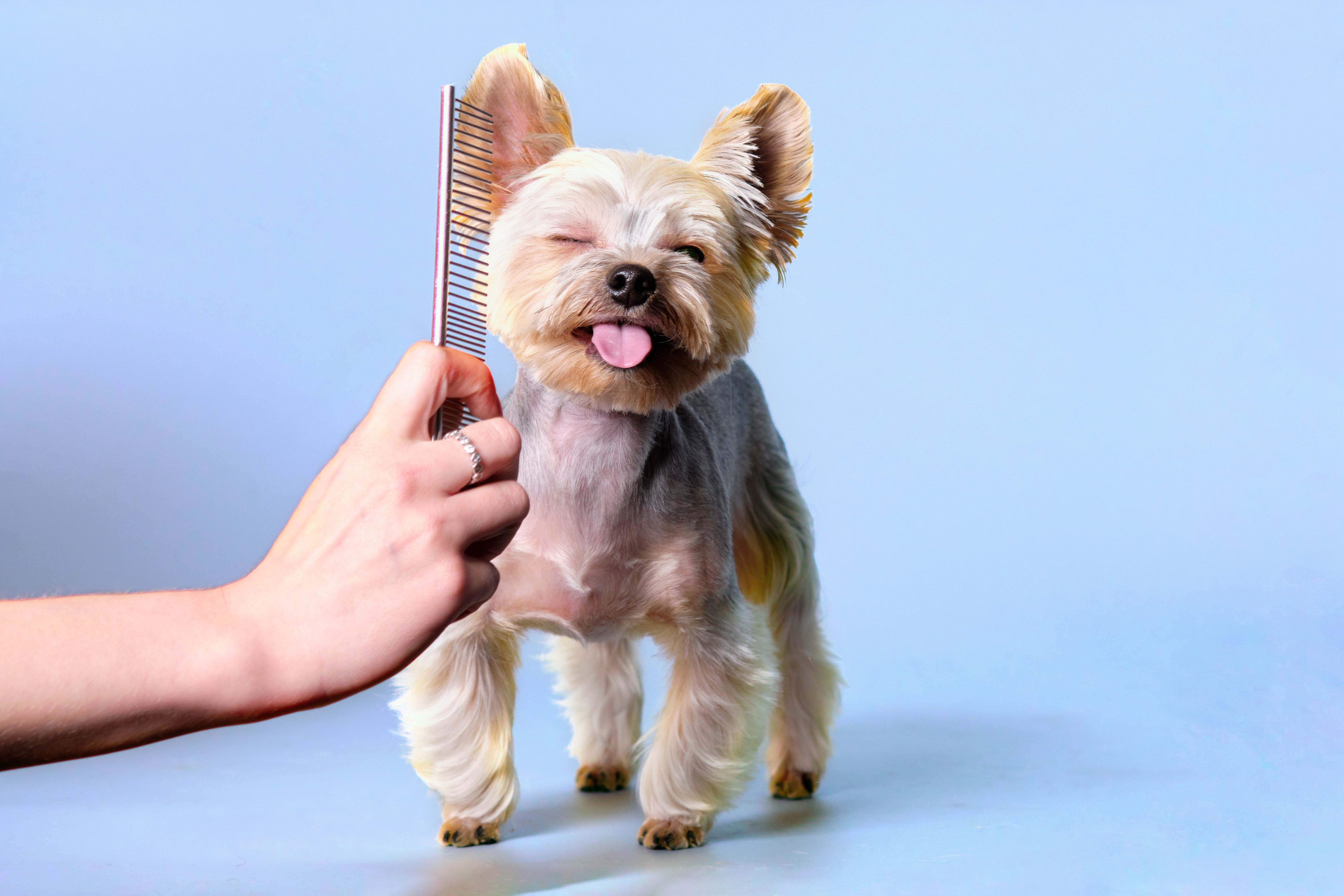 happy dog grooming