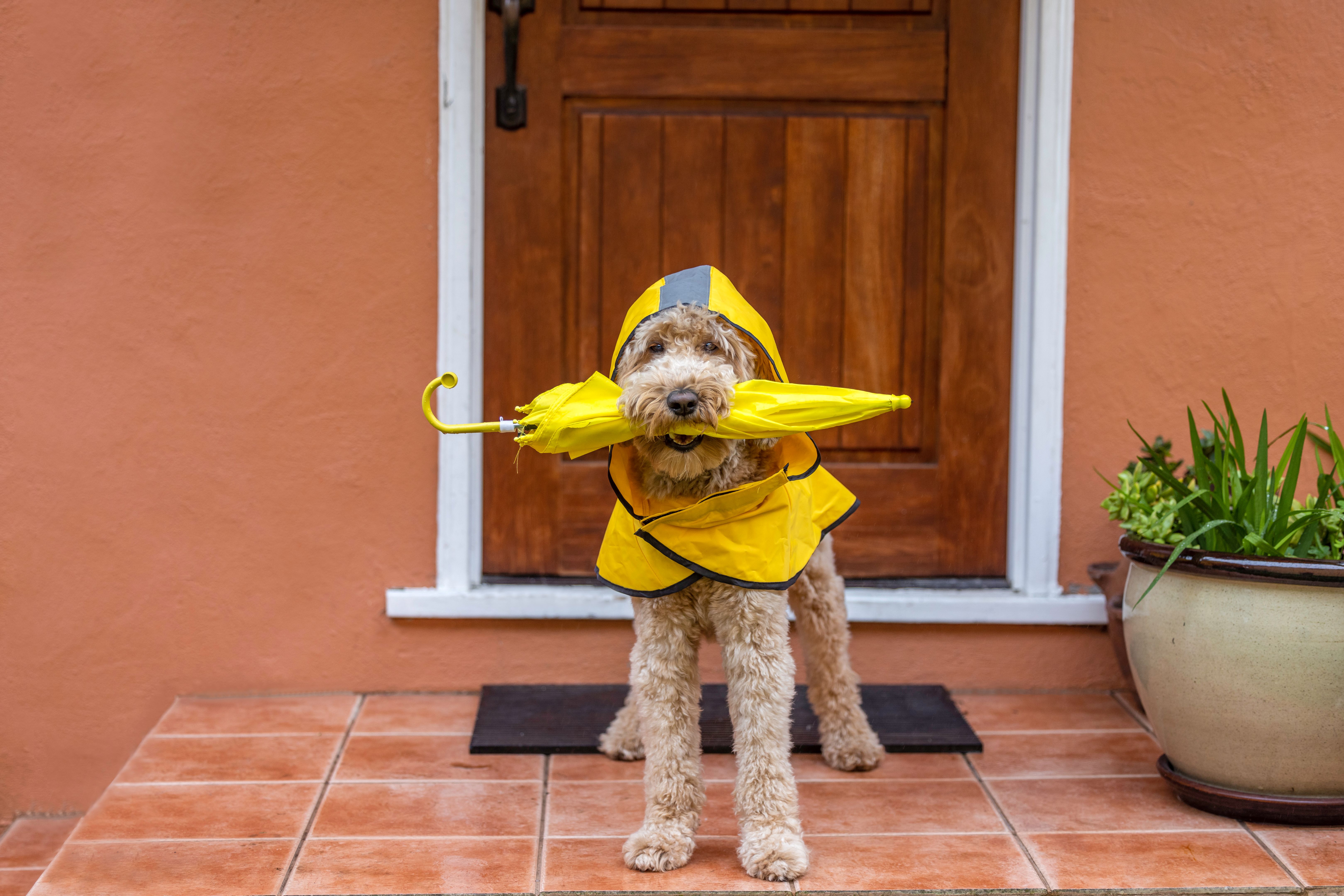 dog weather protection
