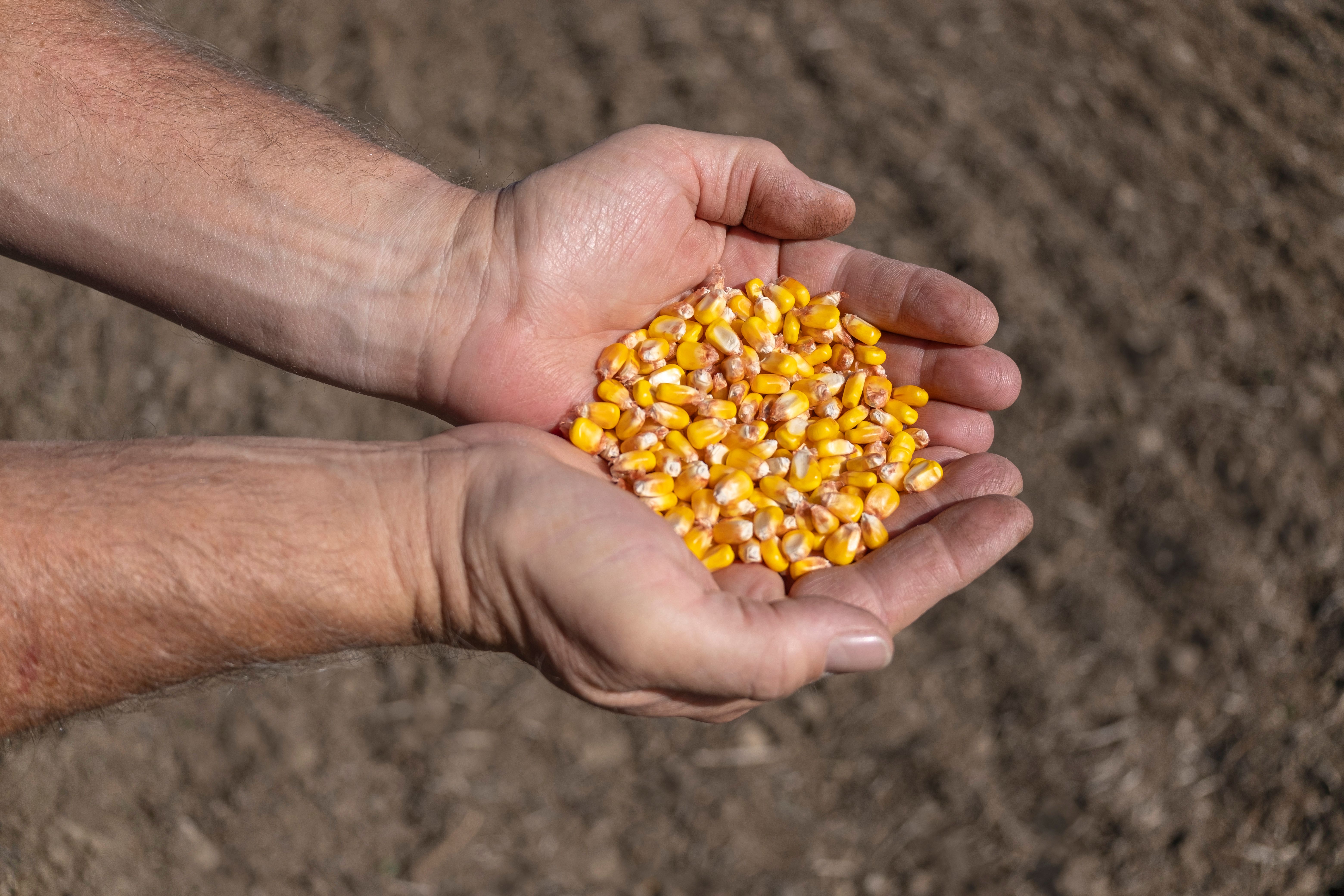 bright future agriculture