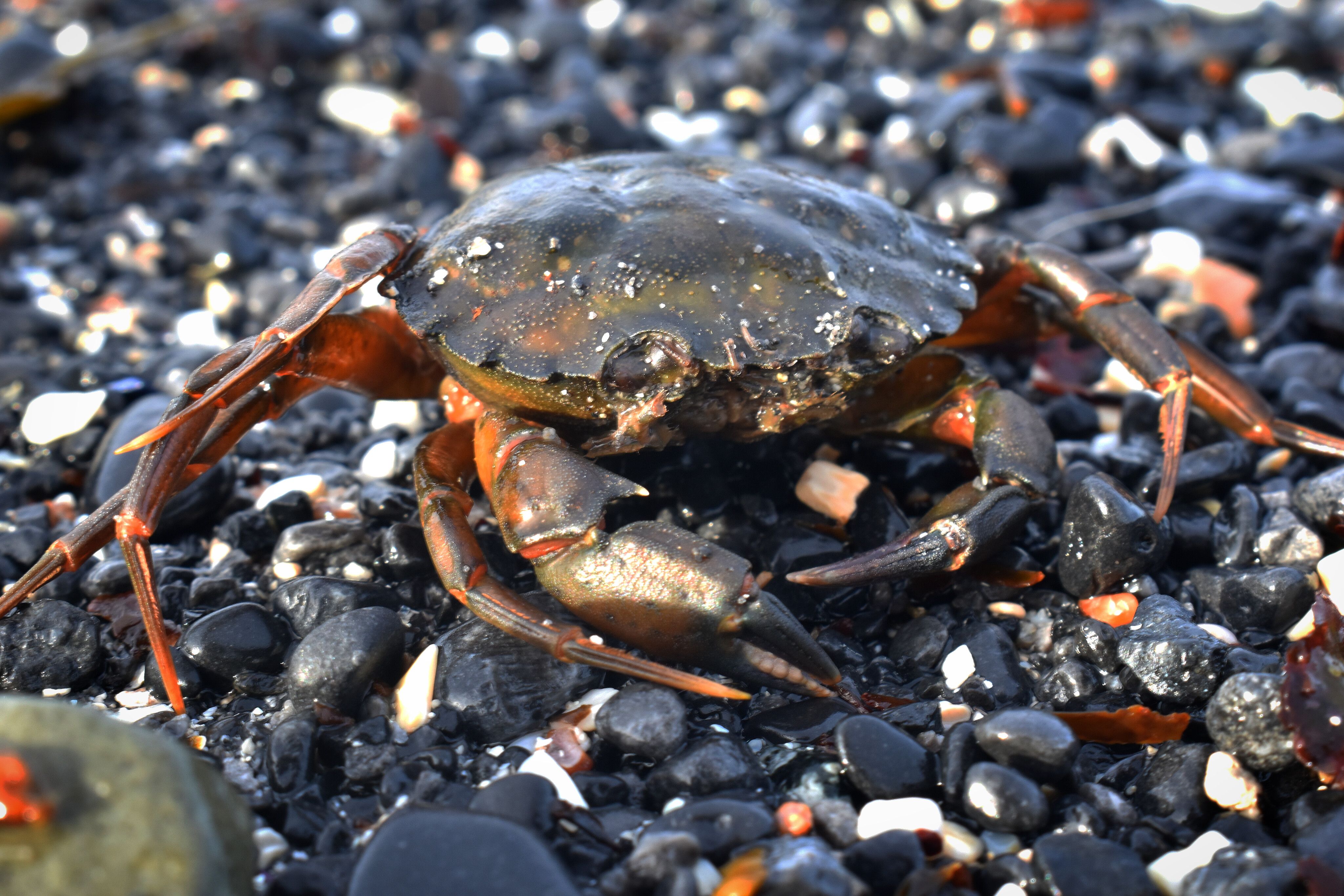 Atlantic Crab on the beach in Ireland Atlantic Crab on the beach in Ireland