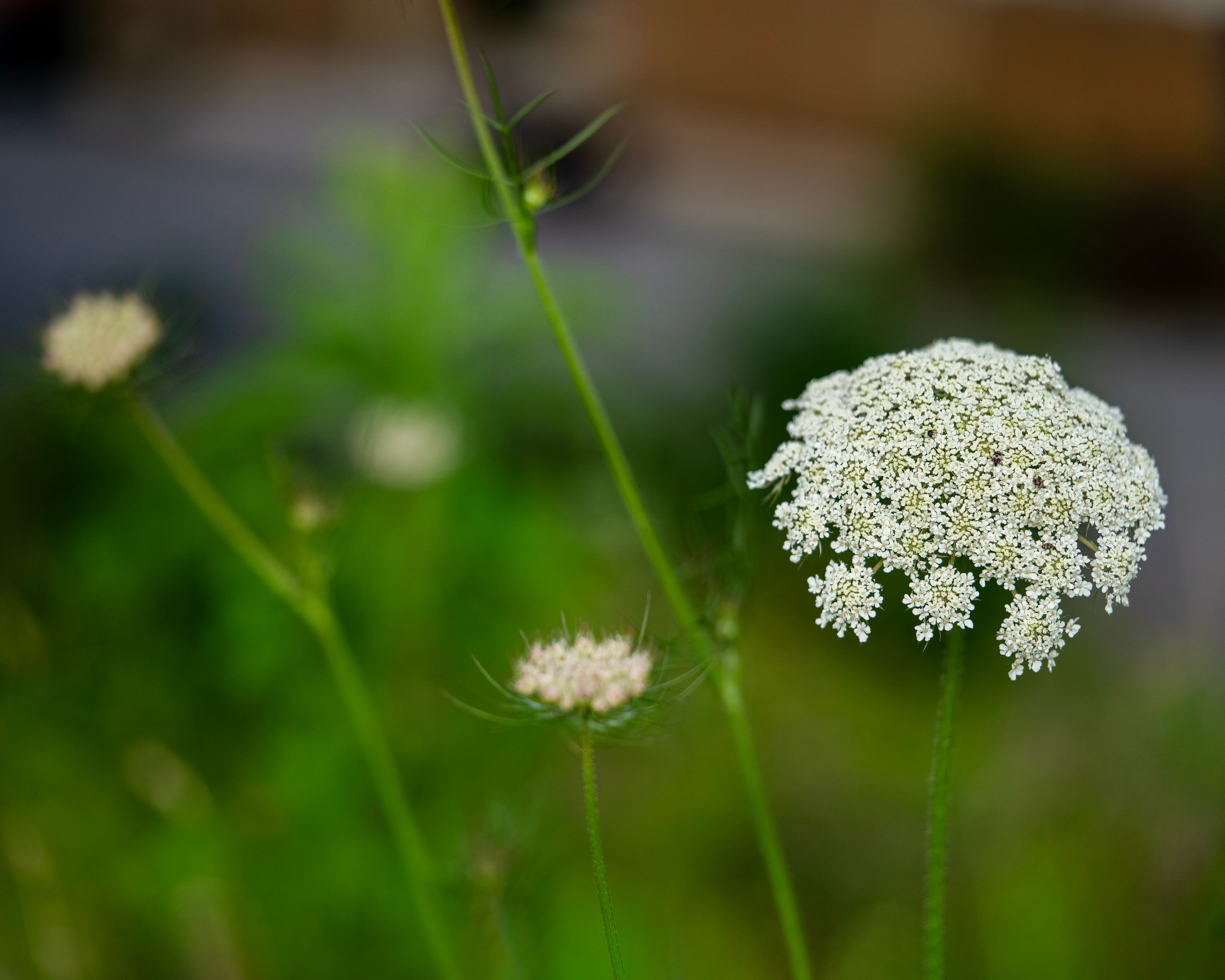 chattanooga healthcare