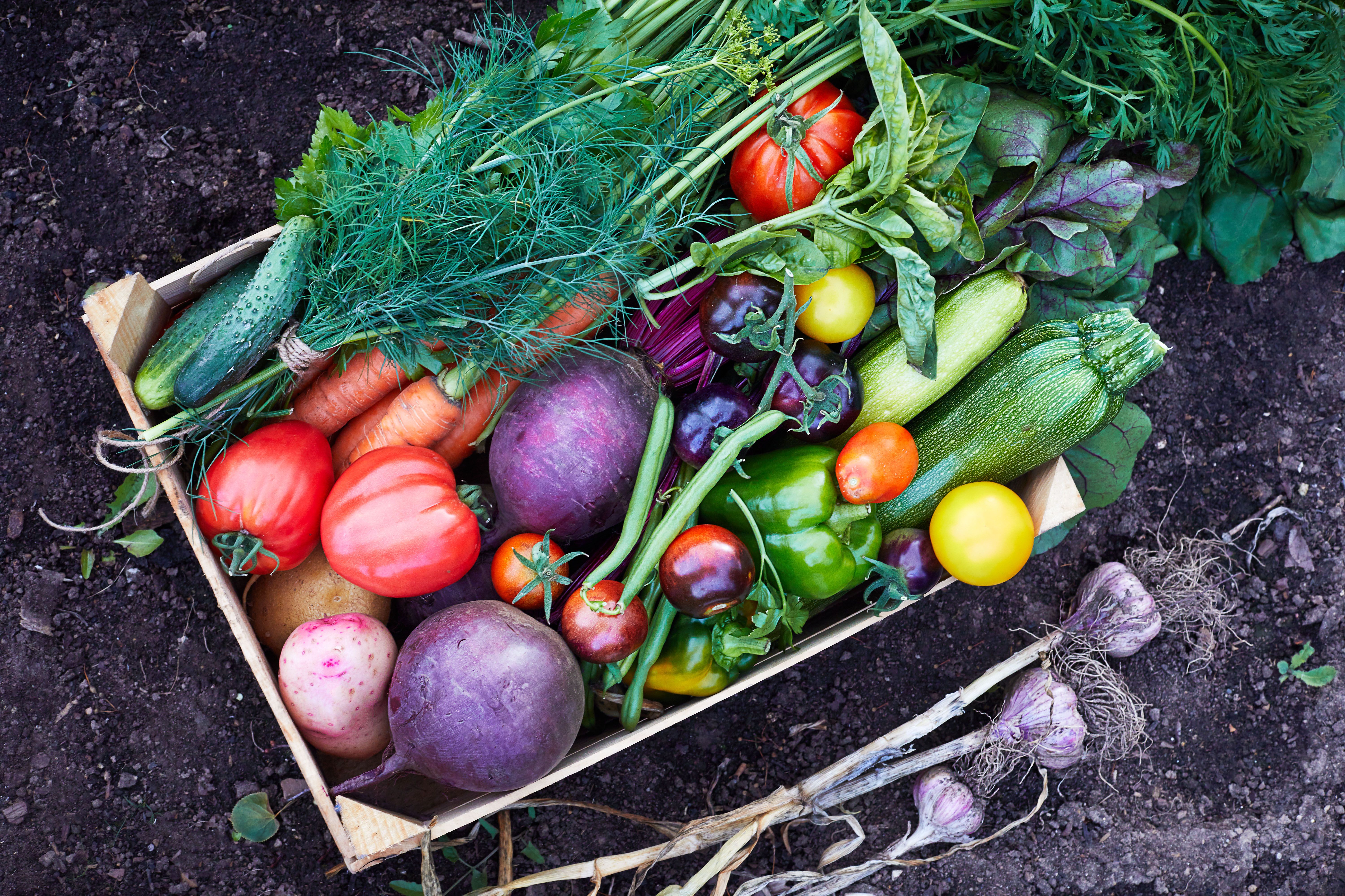 seasonal vegetable harvest
