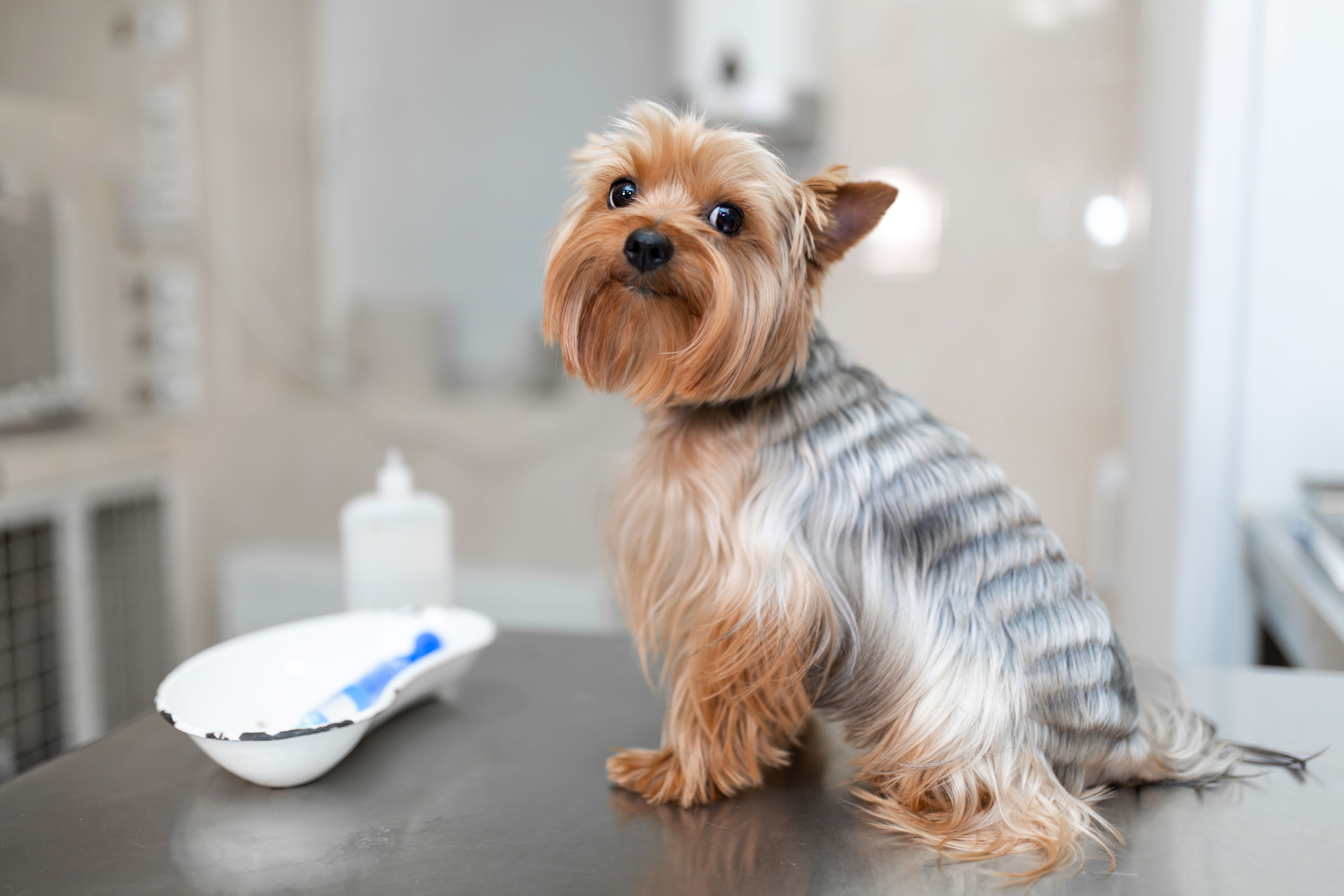 Yorkie shedding care