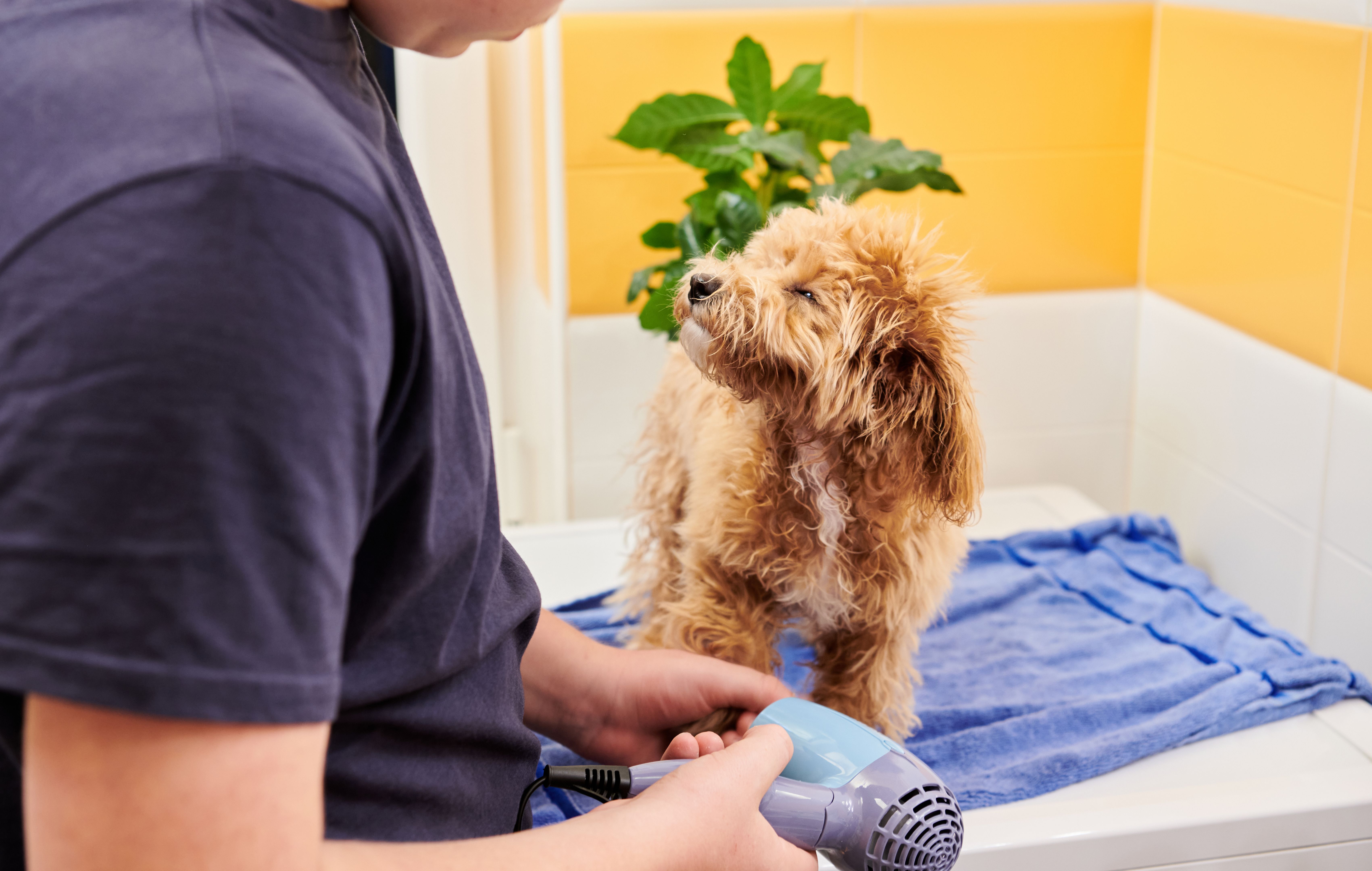 Maltipoo Dog Being Dried with a Fan by a Young Adult Maltipoo Dog Being Dried with a Fan by a Young Adult