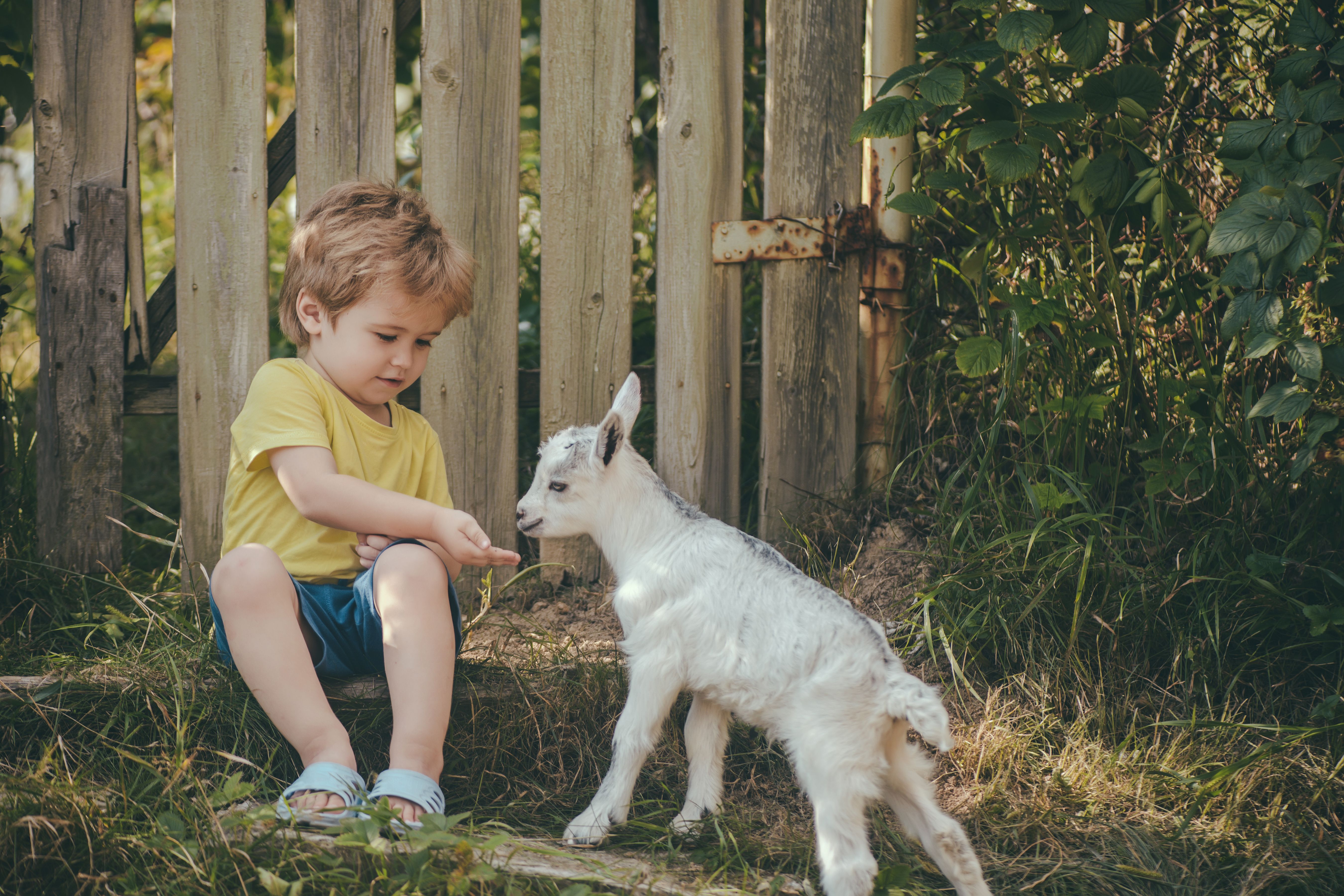 backyard goat care