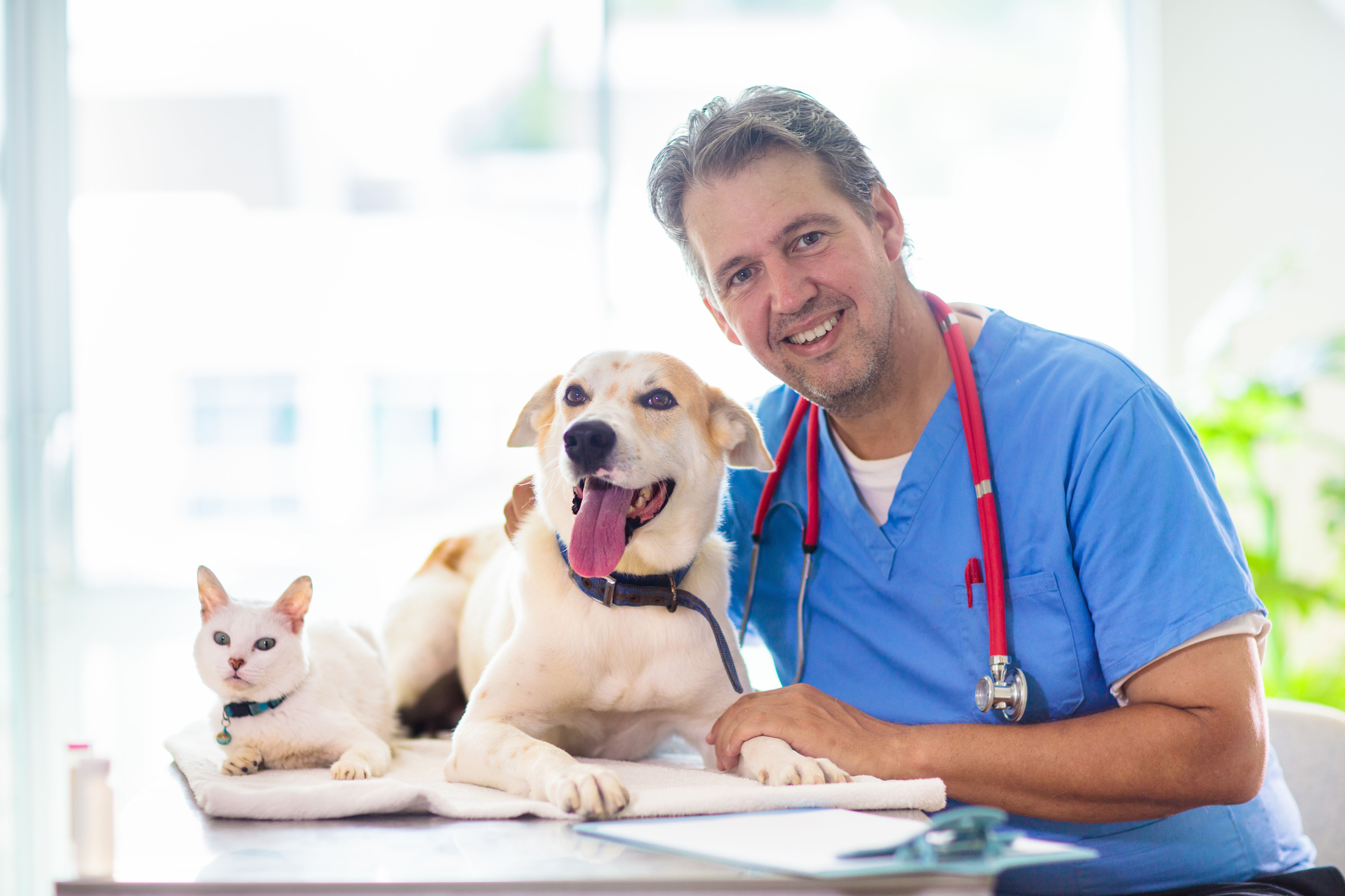 dogs cats vet