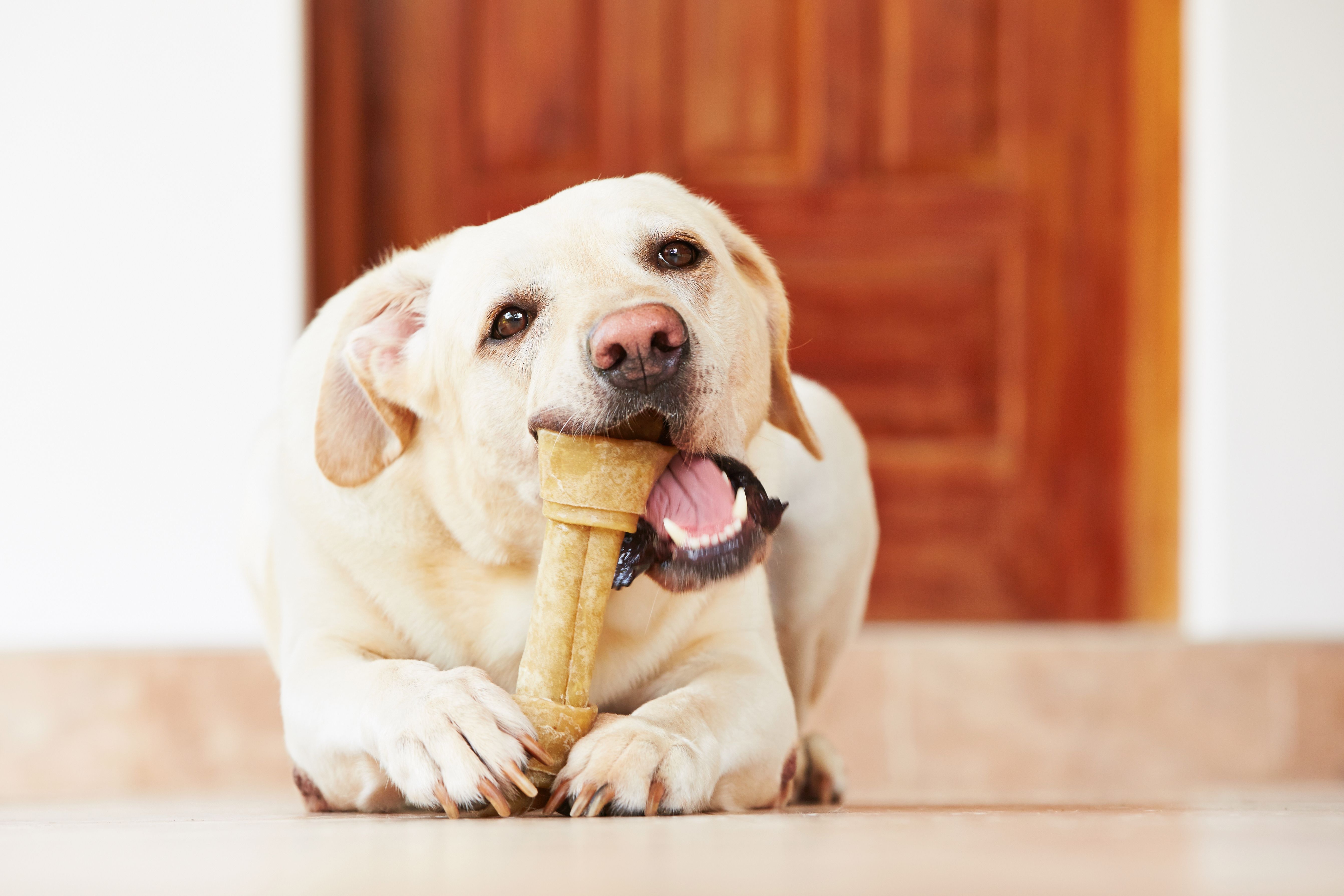 labrador retriever health