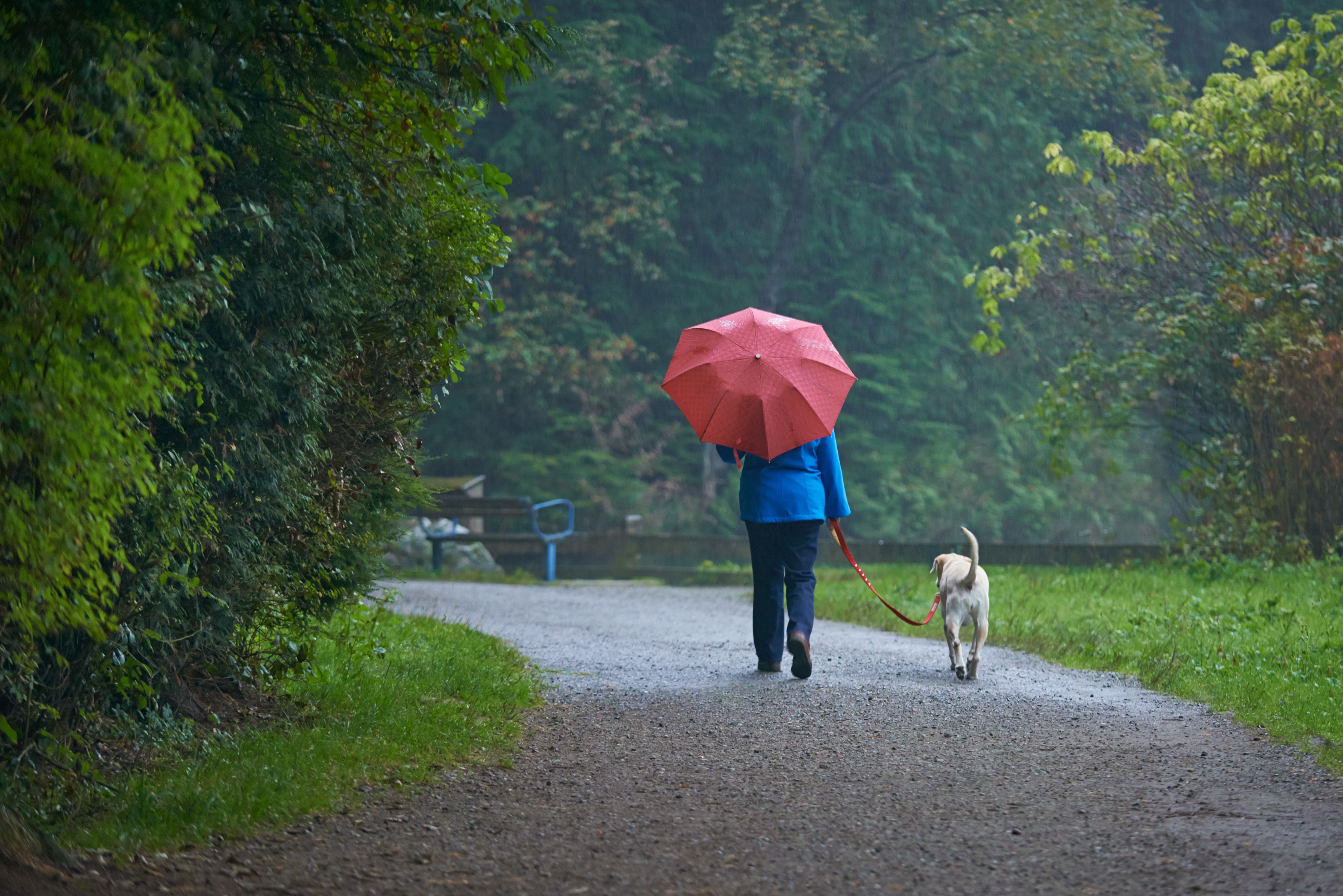 dog walking rain