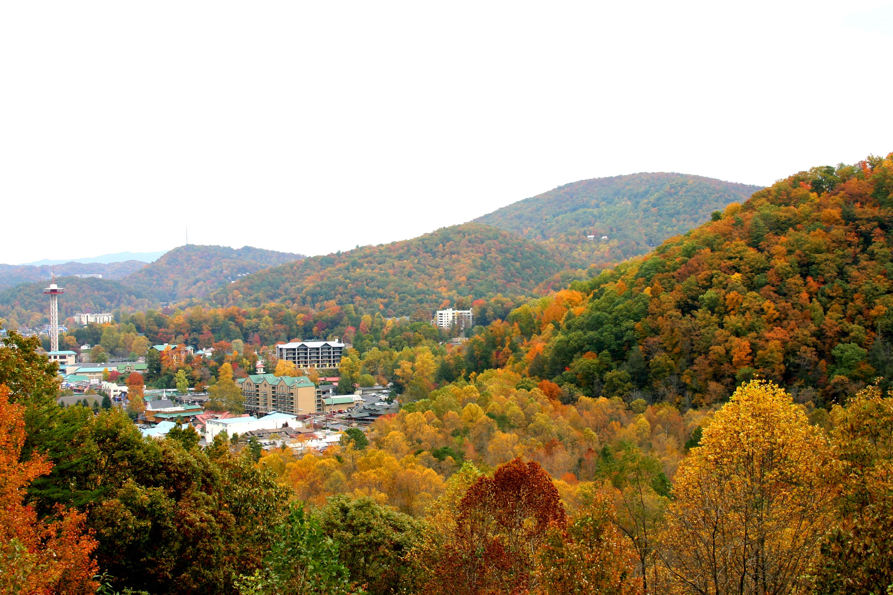 City in colorful forrest City in colorful forrest