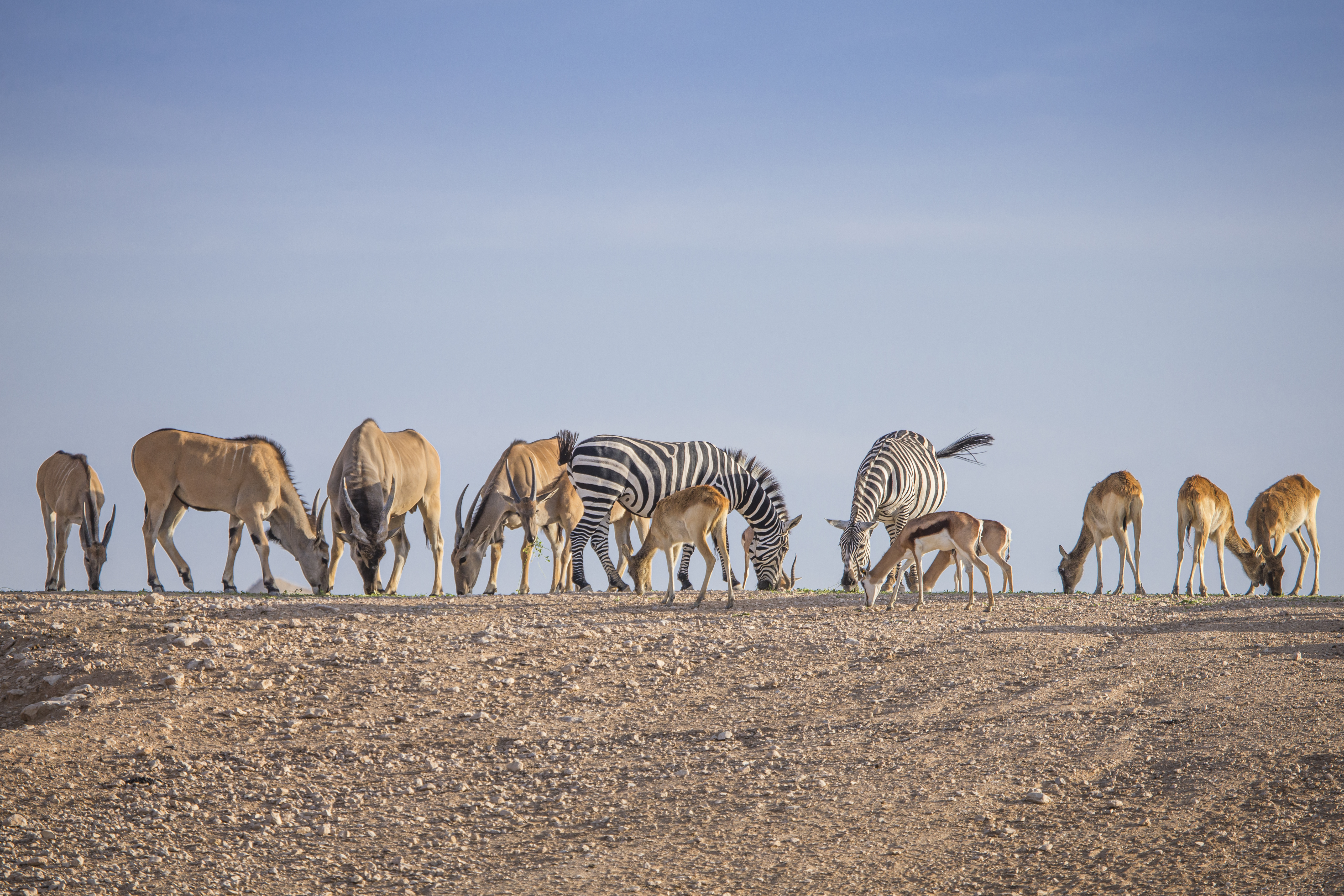animals looking for food in barren landscape