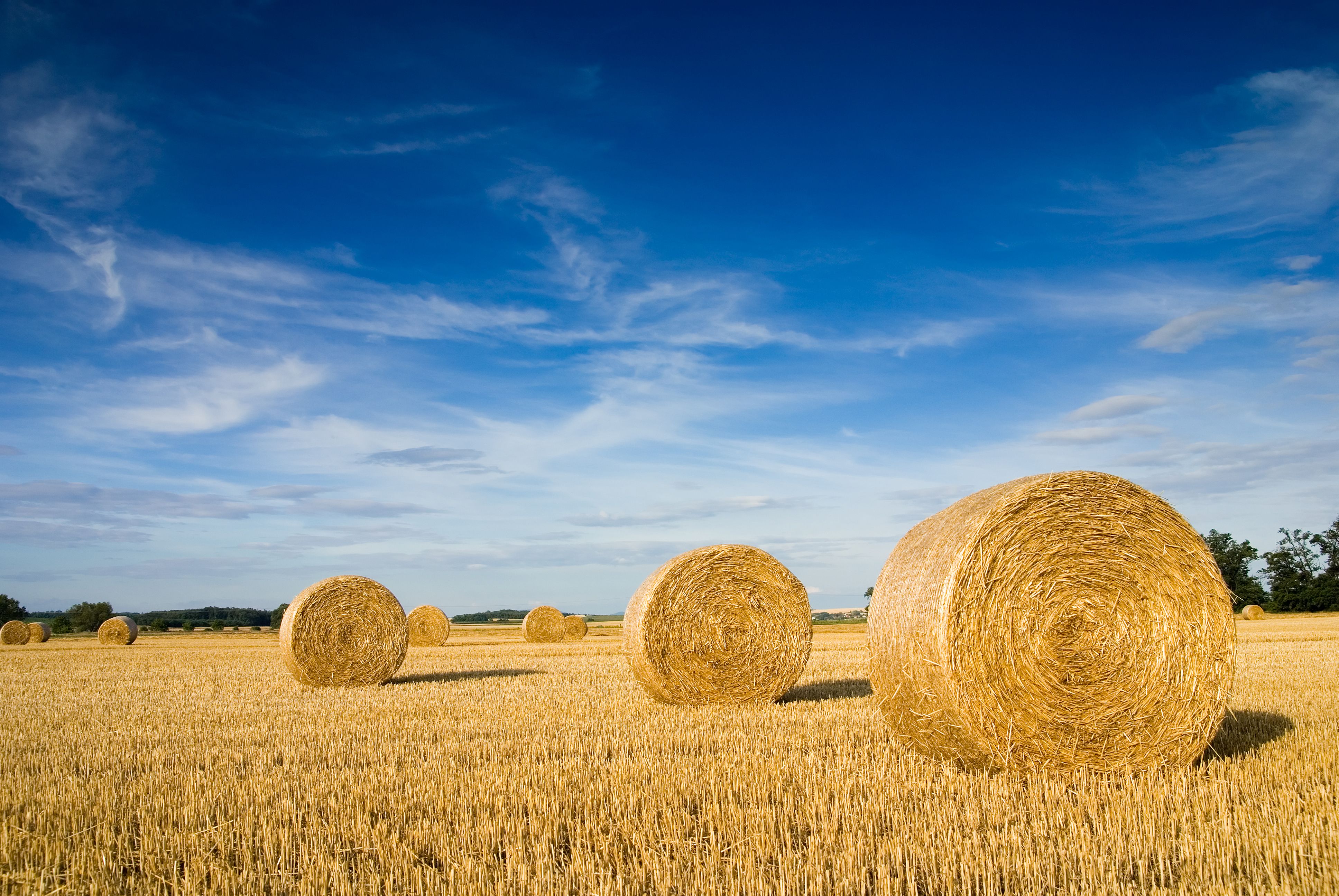 hay bales field