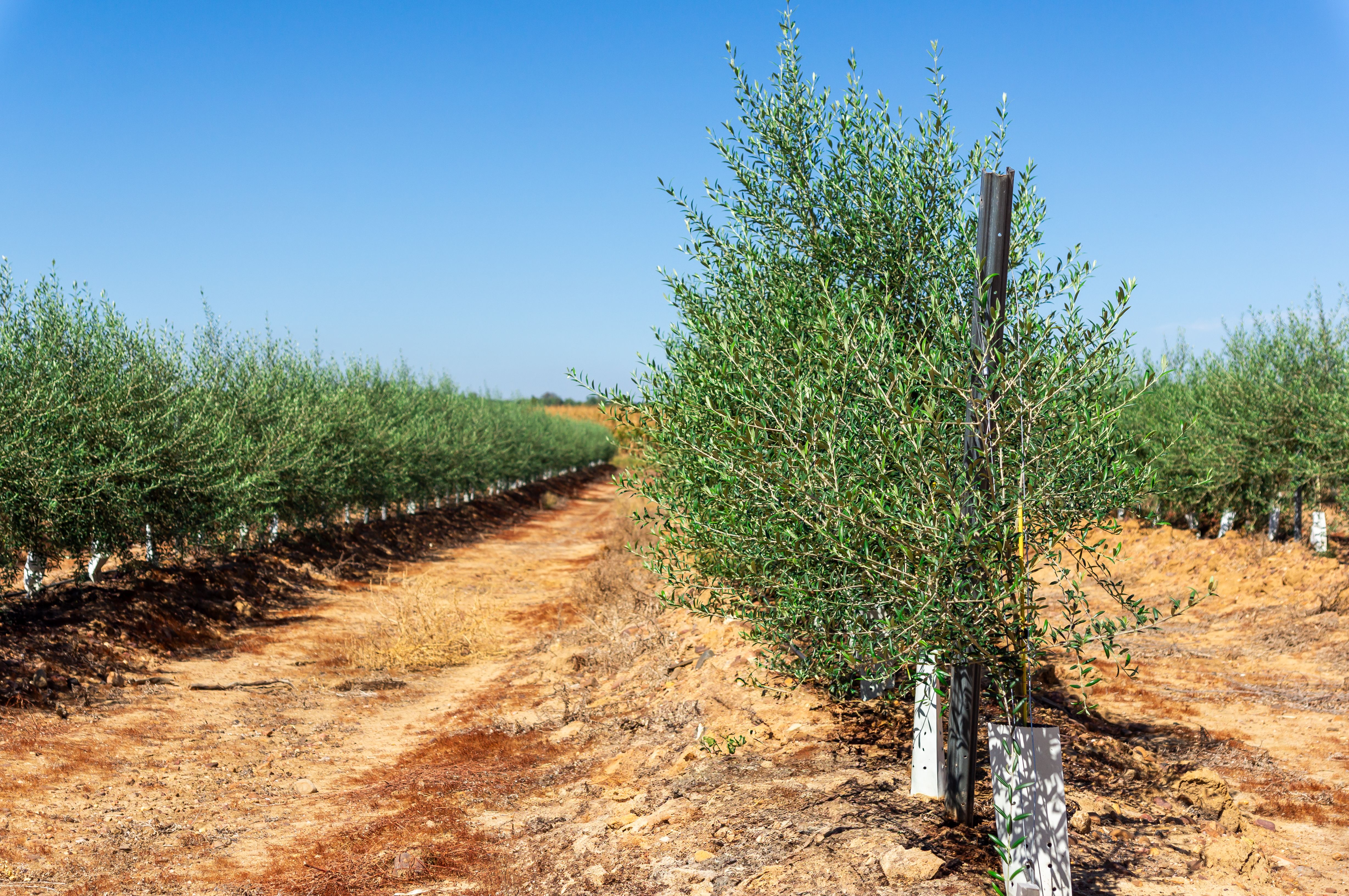 olive tree planting