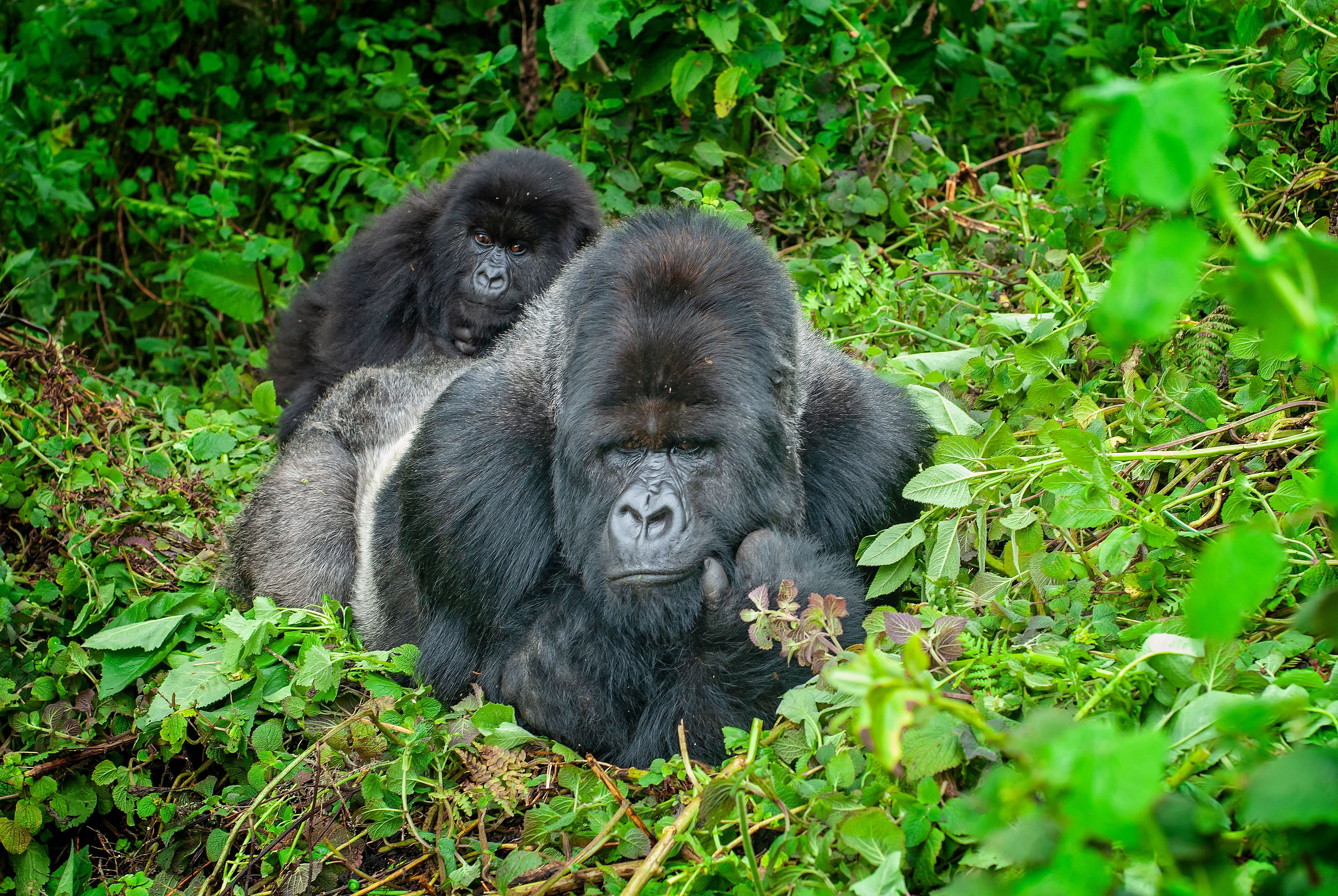 uganda gorilla trekking