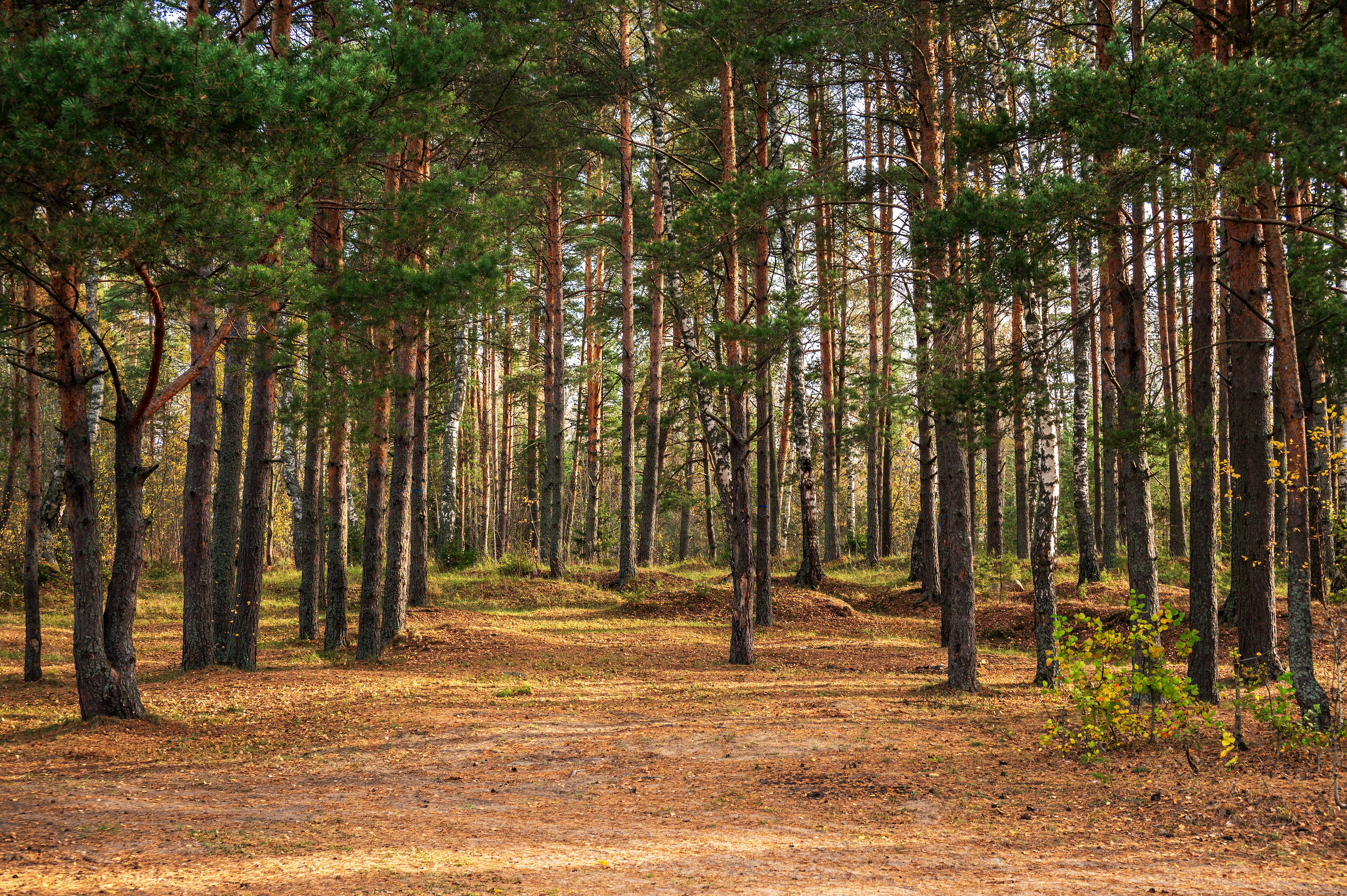Autumn landscape with pine forest, tree trunks illuminated by sunlight.