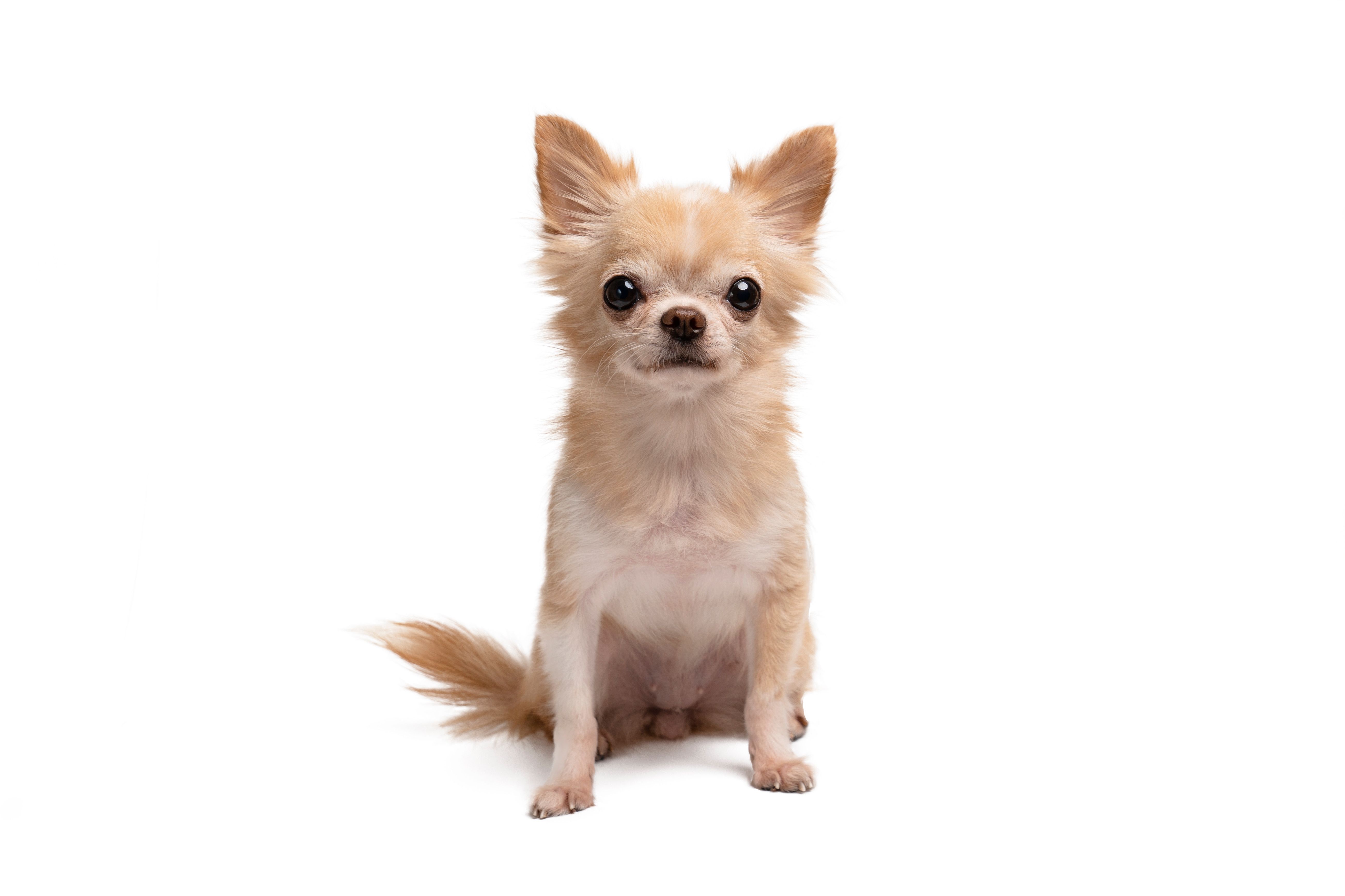 chihuahua puppy proofing