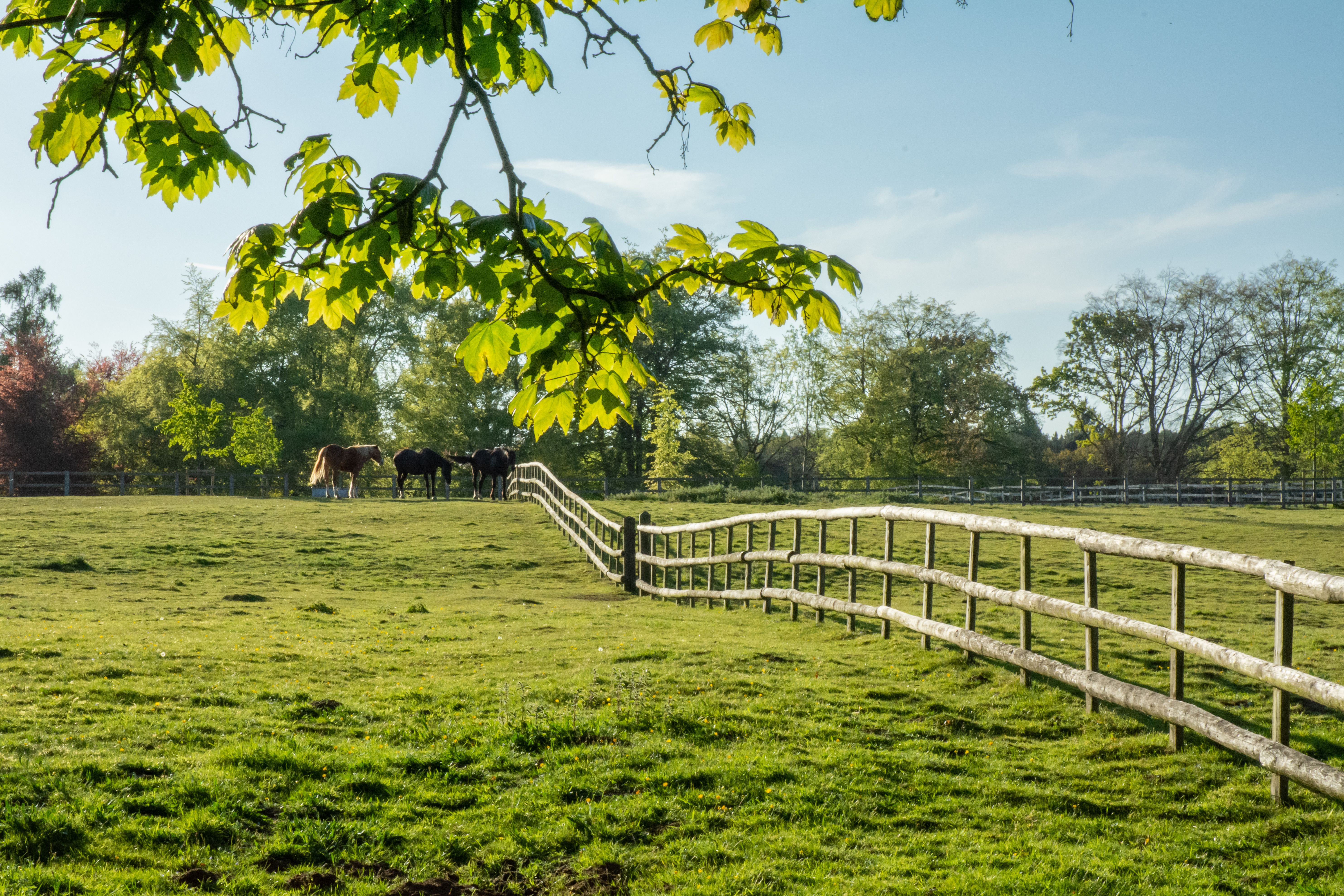 English woodland in Rushmere country park. English woodland in Rushmere country park.