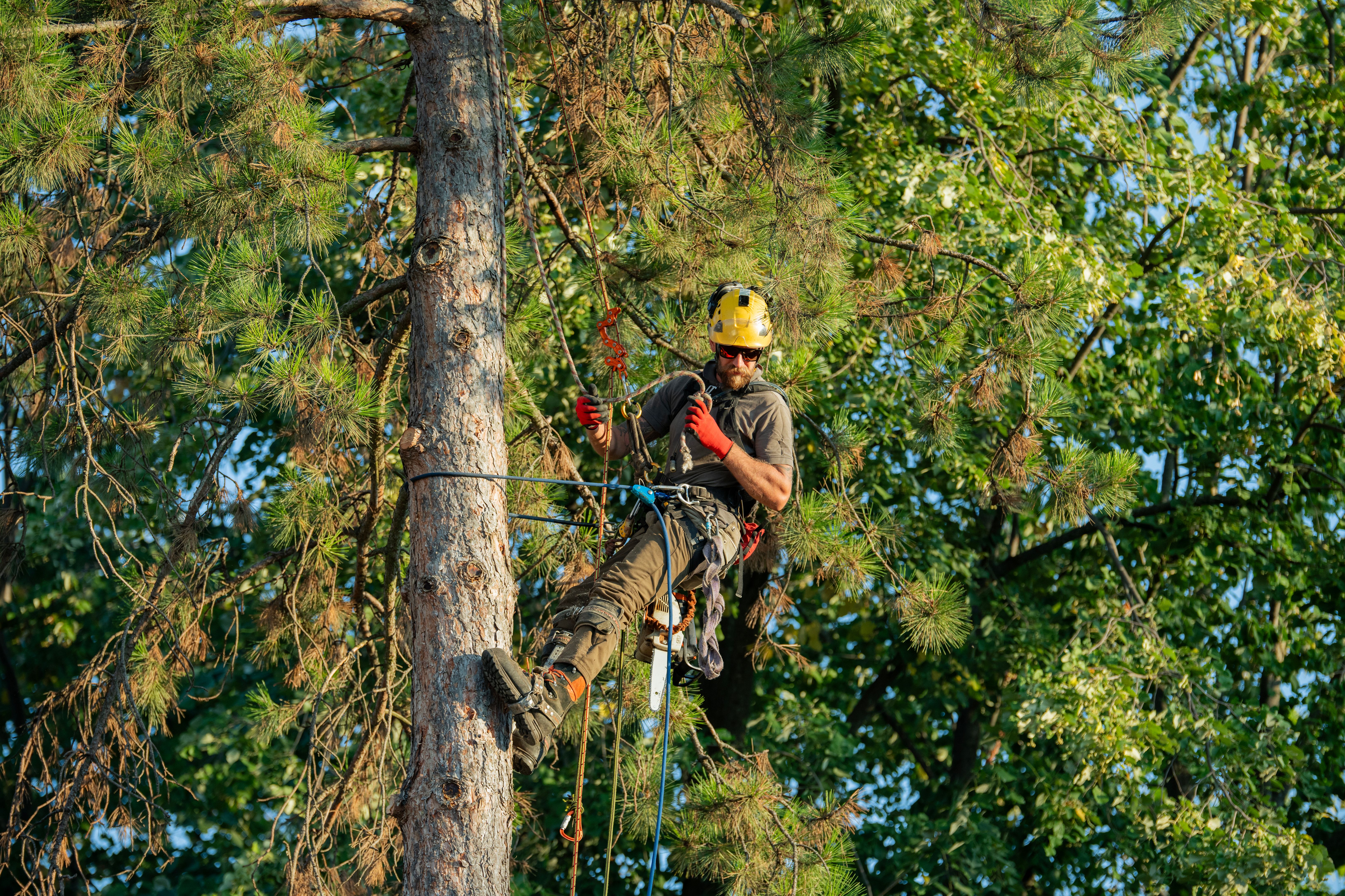 tree maintenance