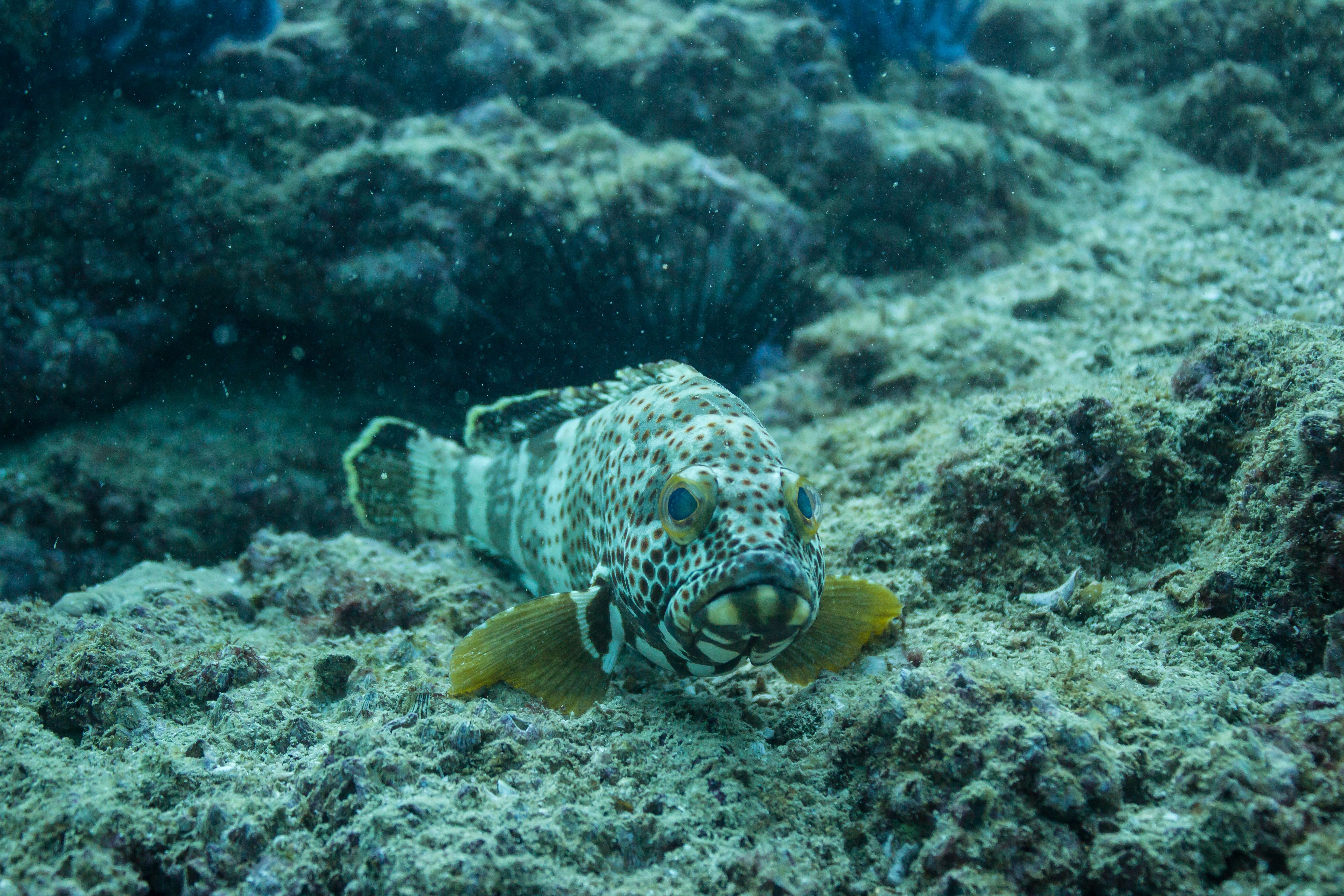 scuba diving fujairah