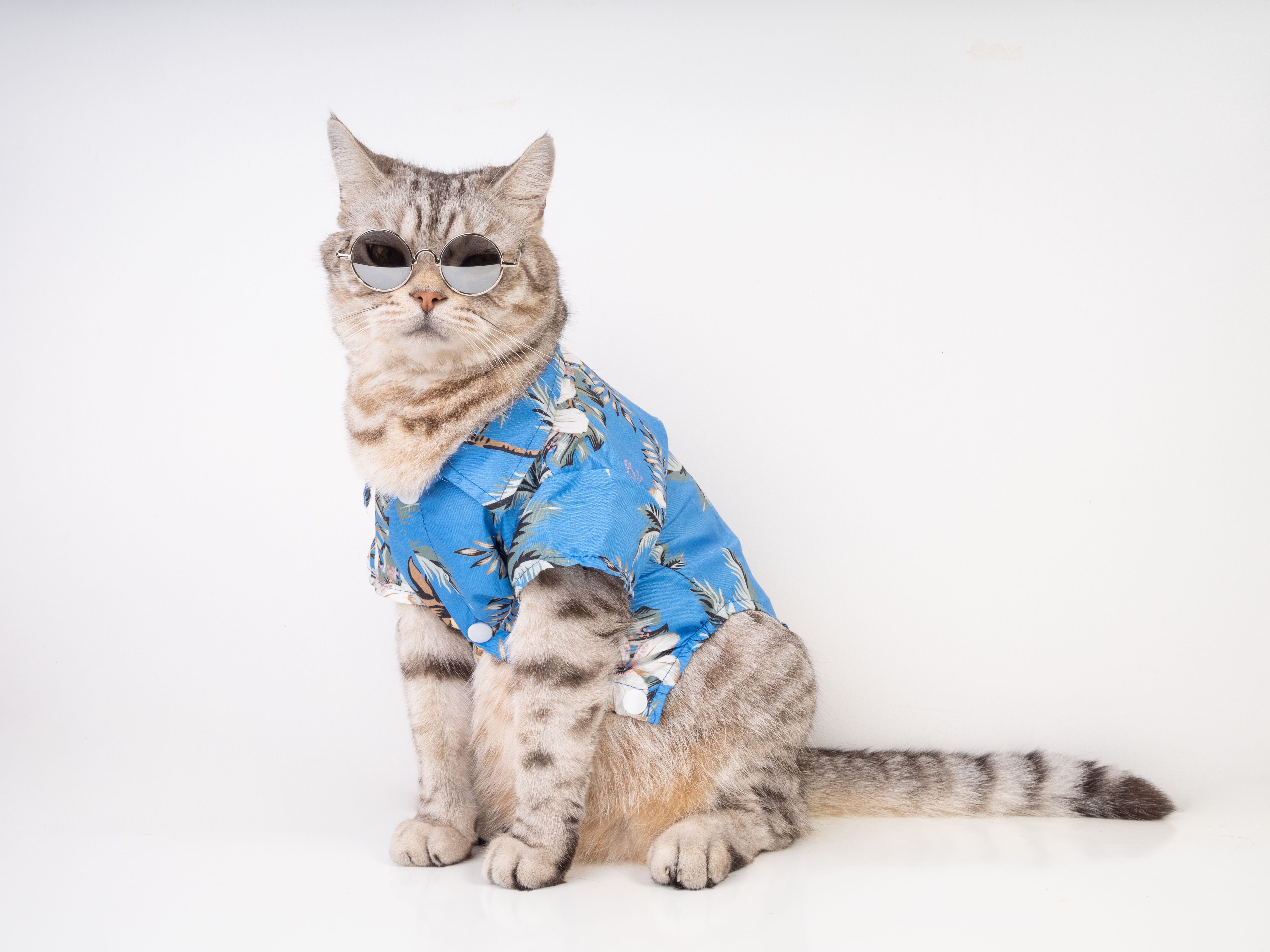 sustainable pet fashion