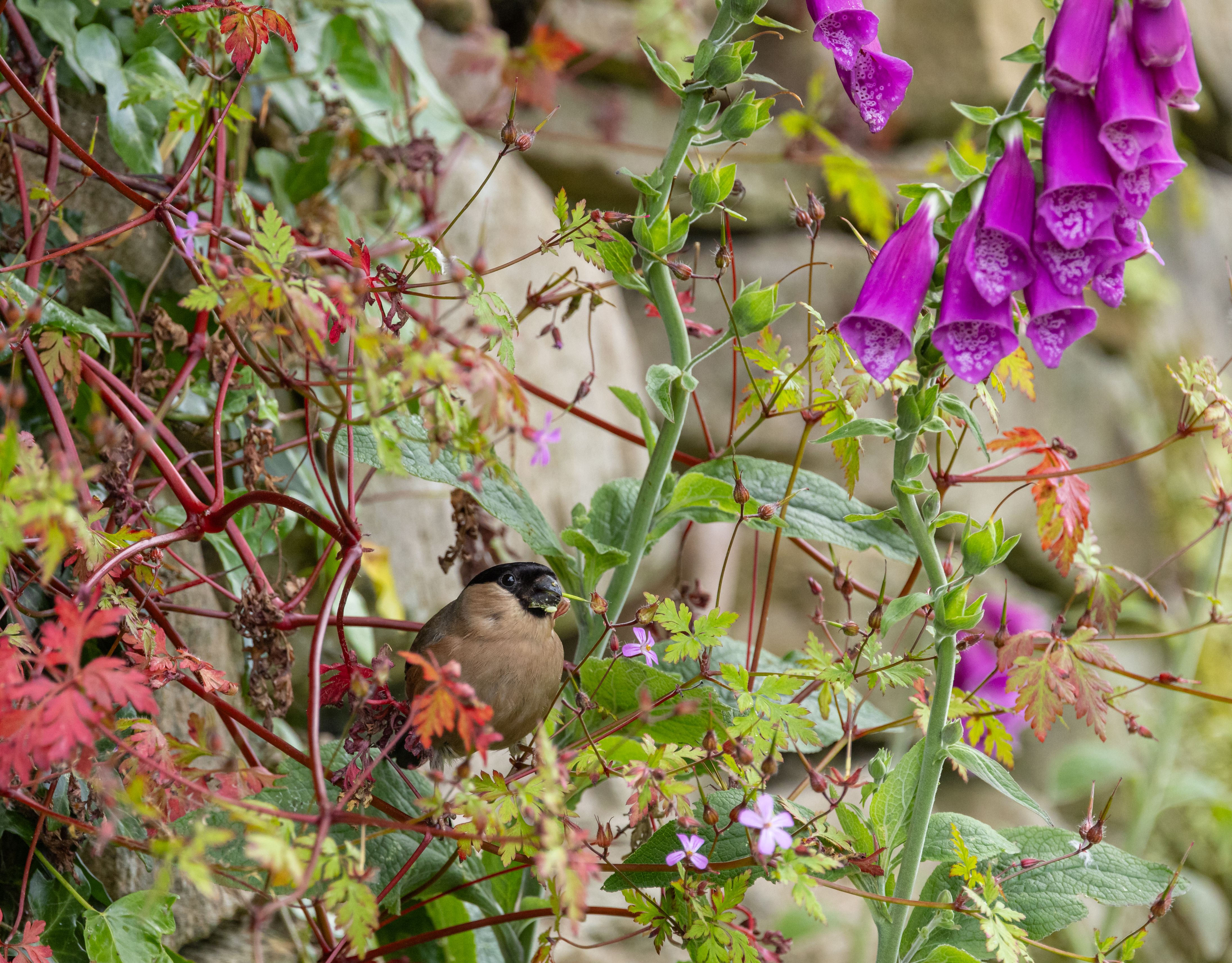 Eurasian Bullfinch - Pyrrhula pyrrhula