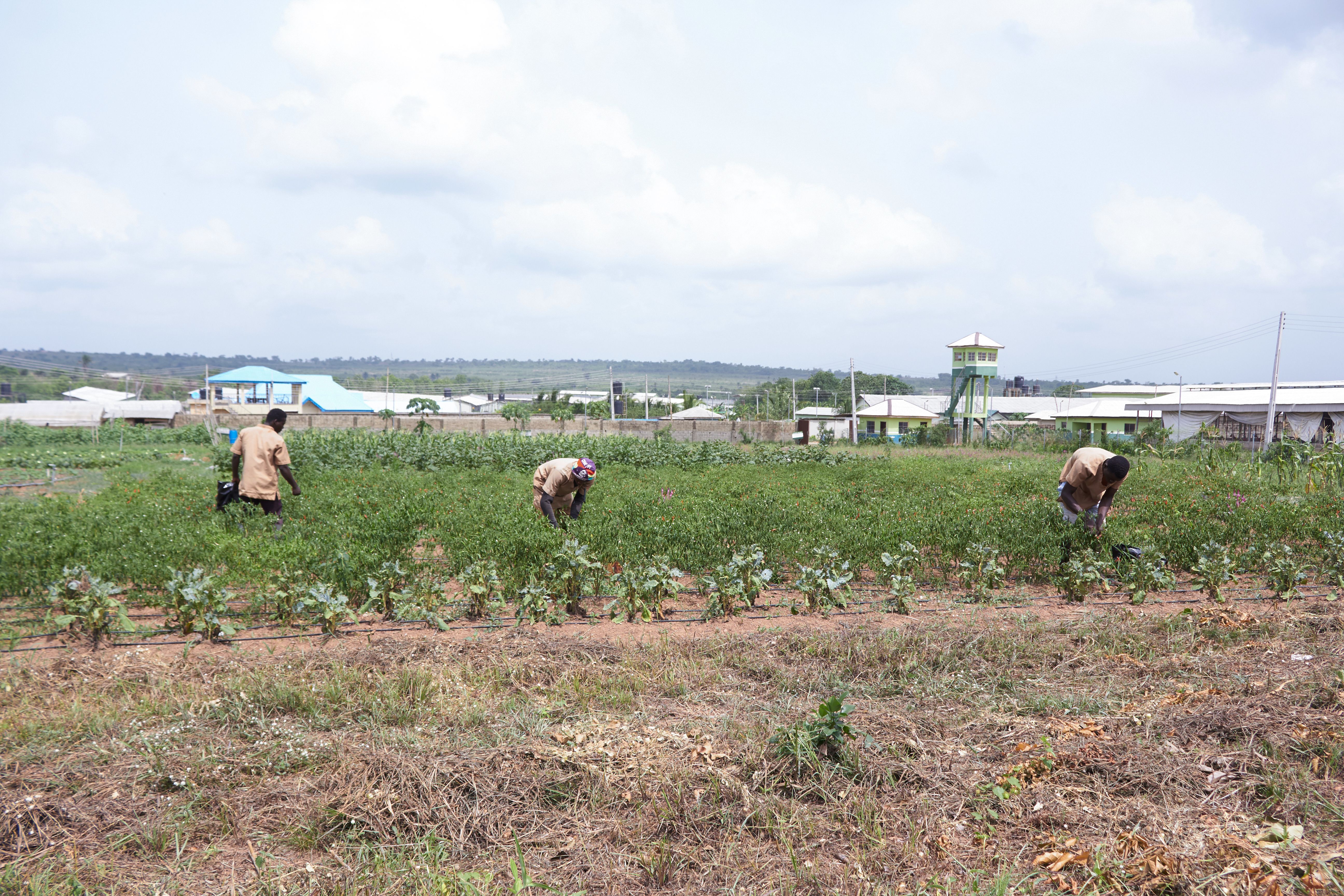 kaduna farming
