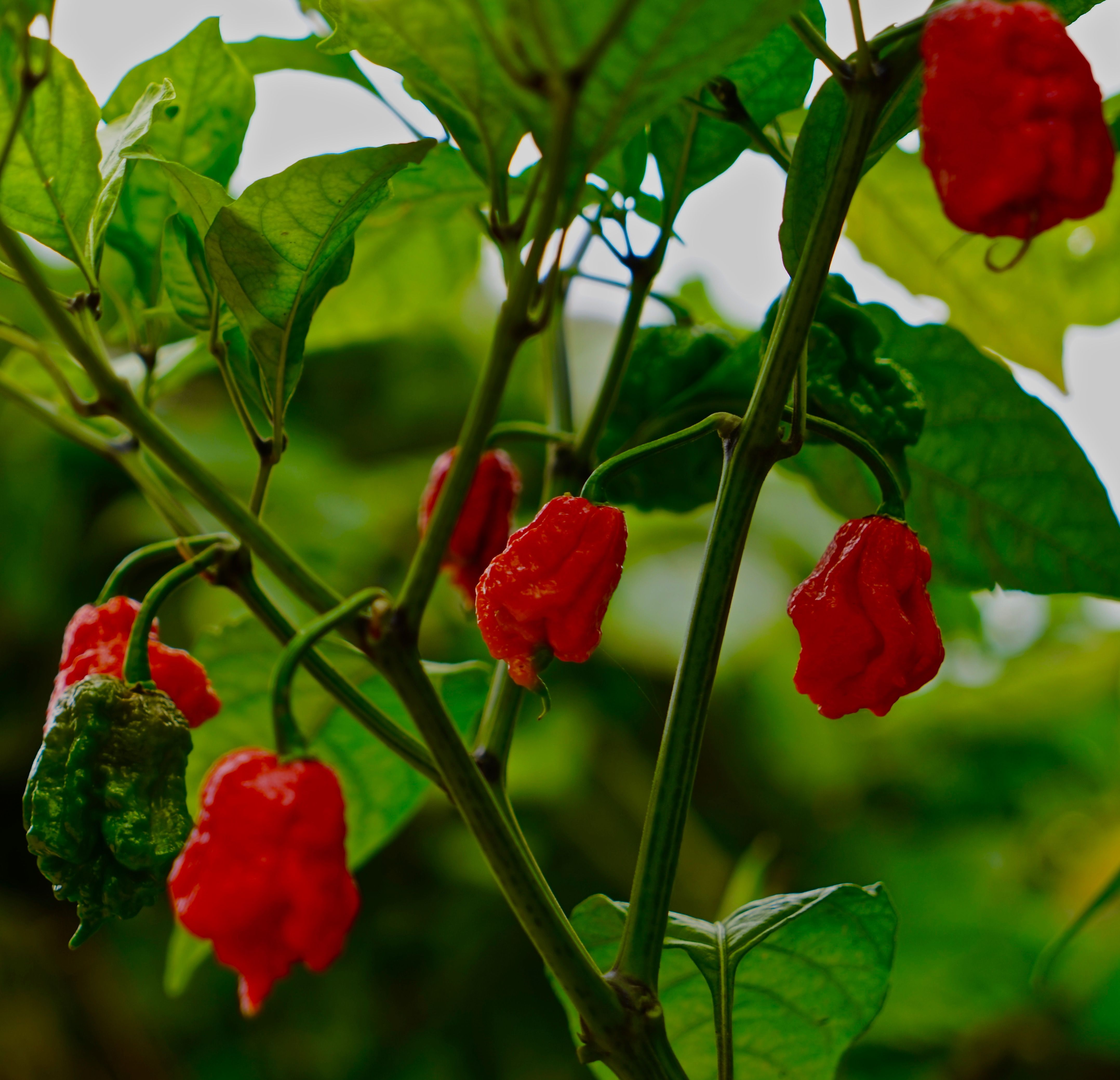 carolina reaper