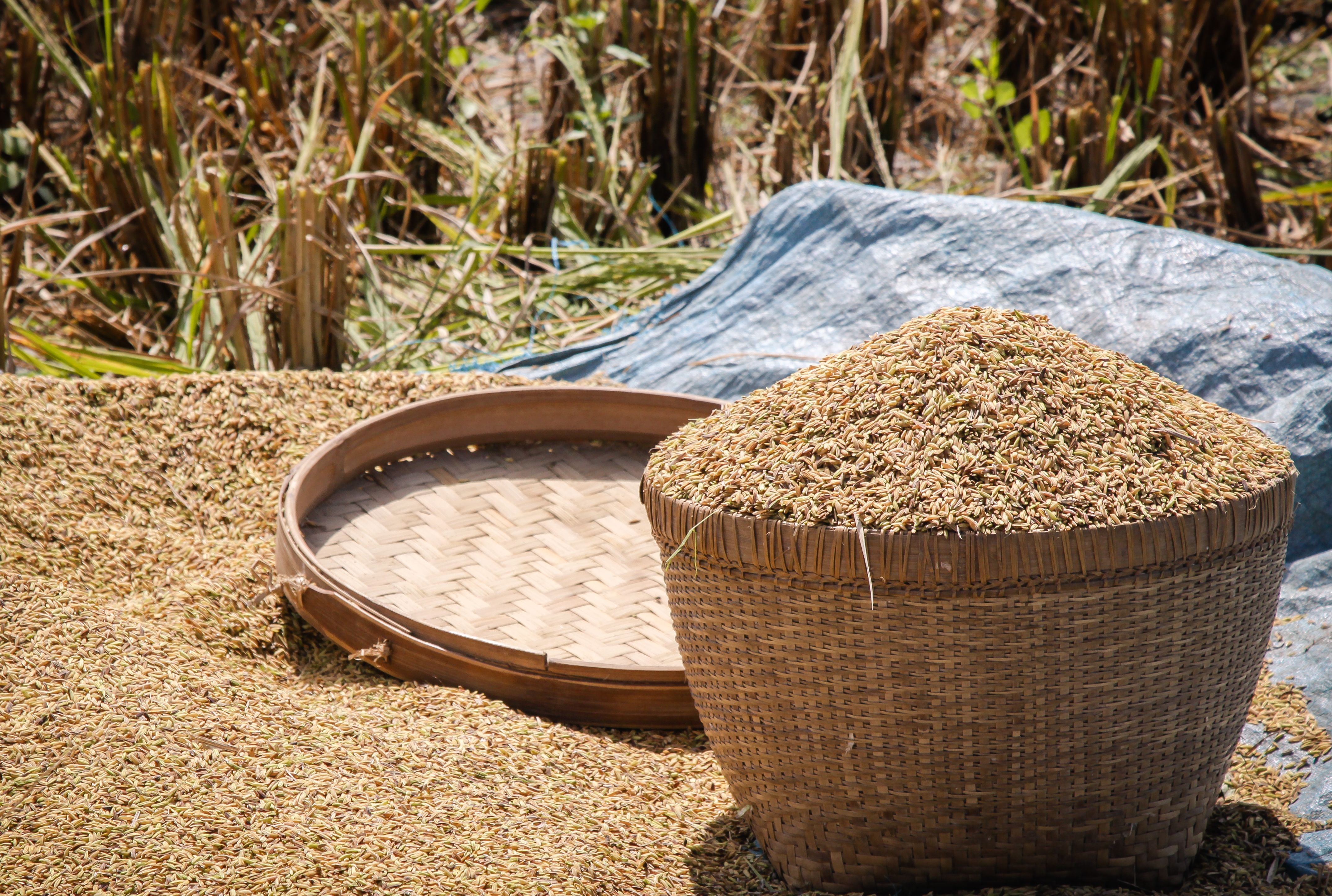 harvesting sago