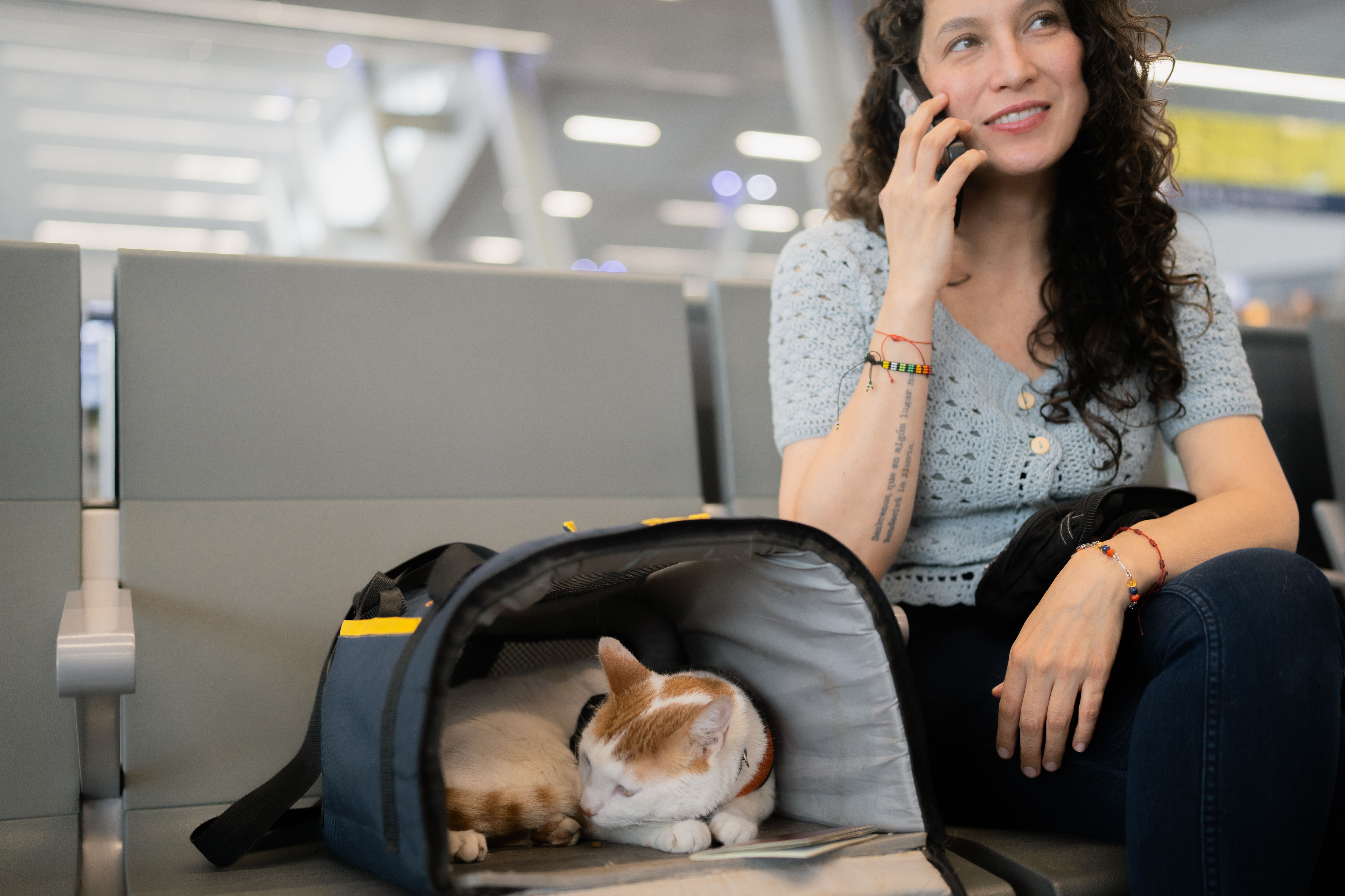 airline pet travel