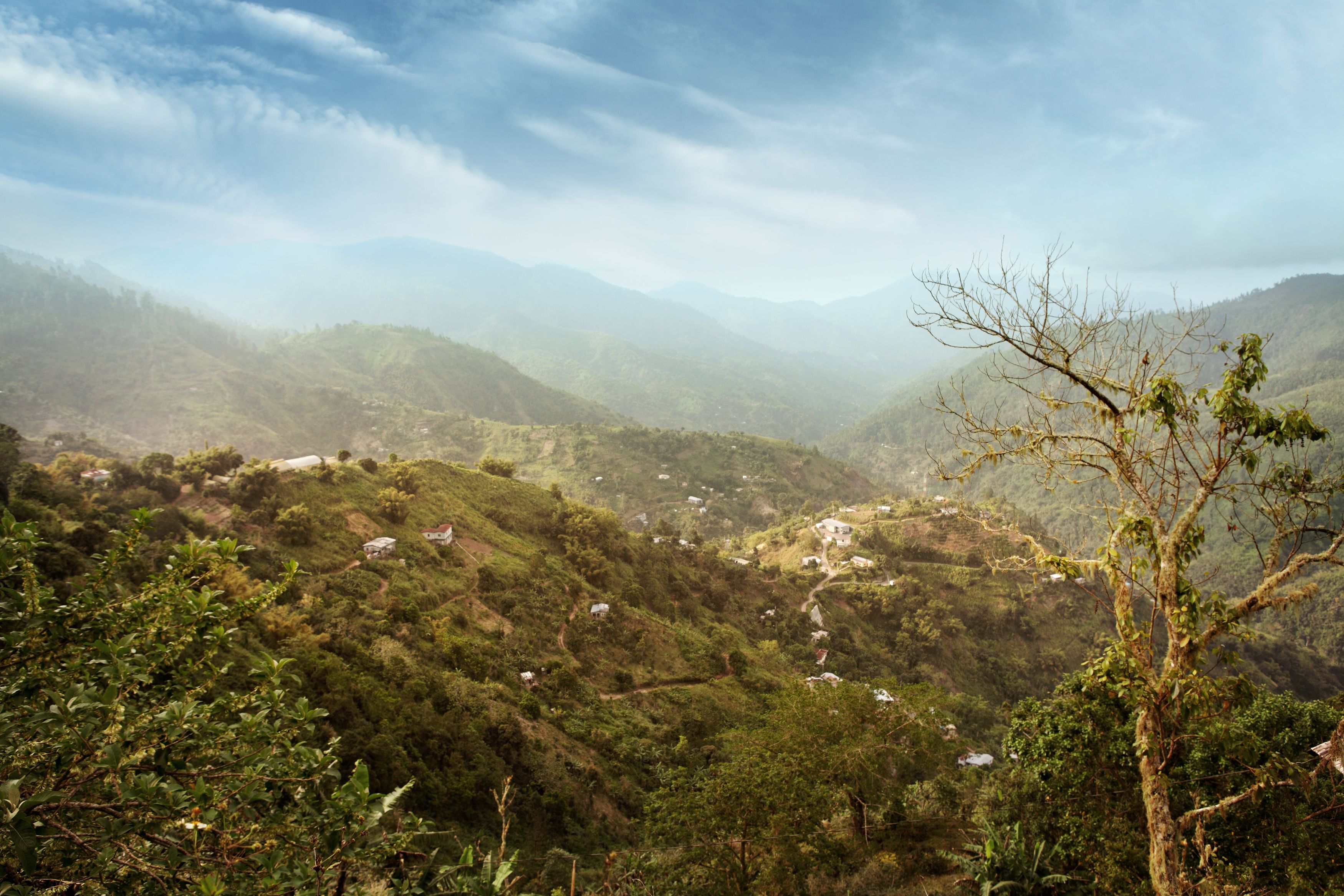 blue mountains jamaica