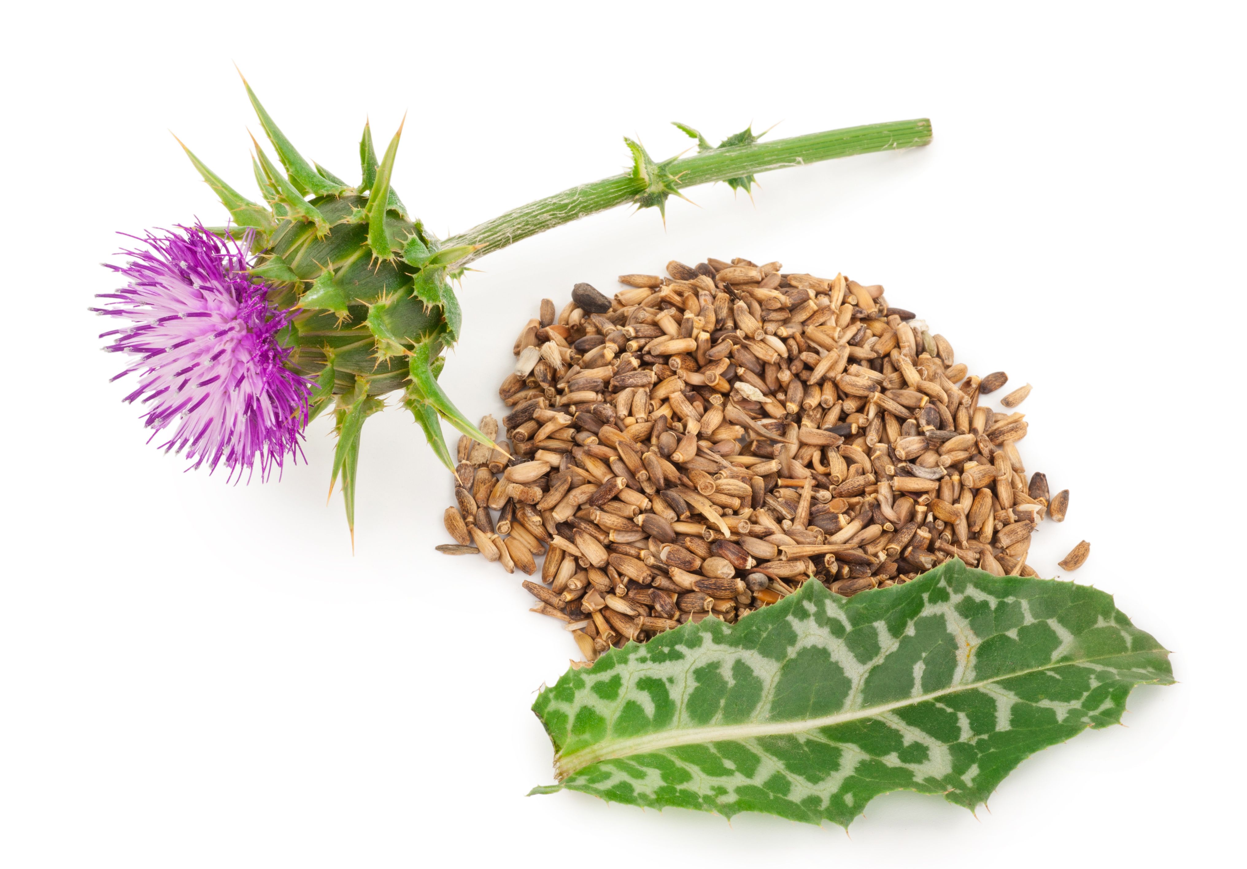 Silybum marianum (Milk Thistle).  Medical plants