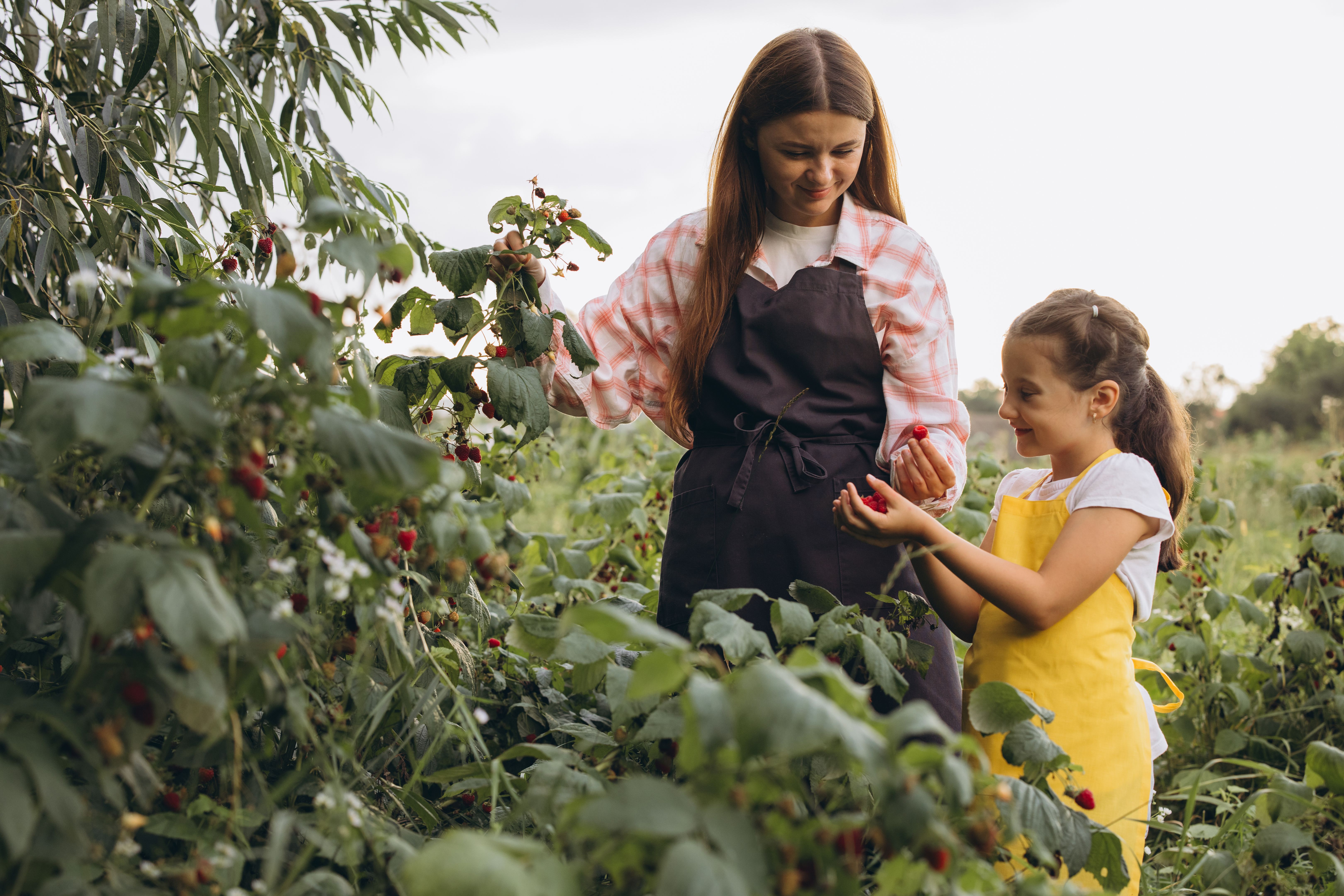 family picking berries