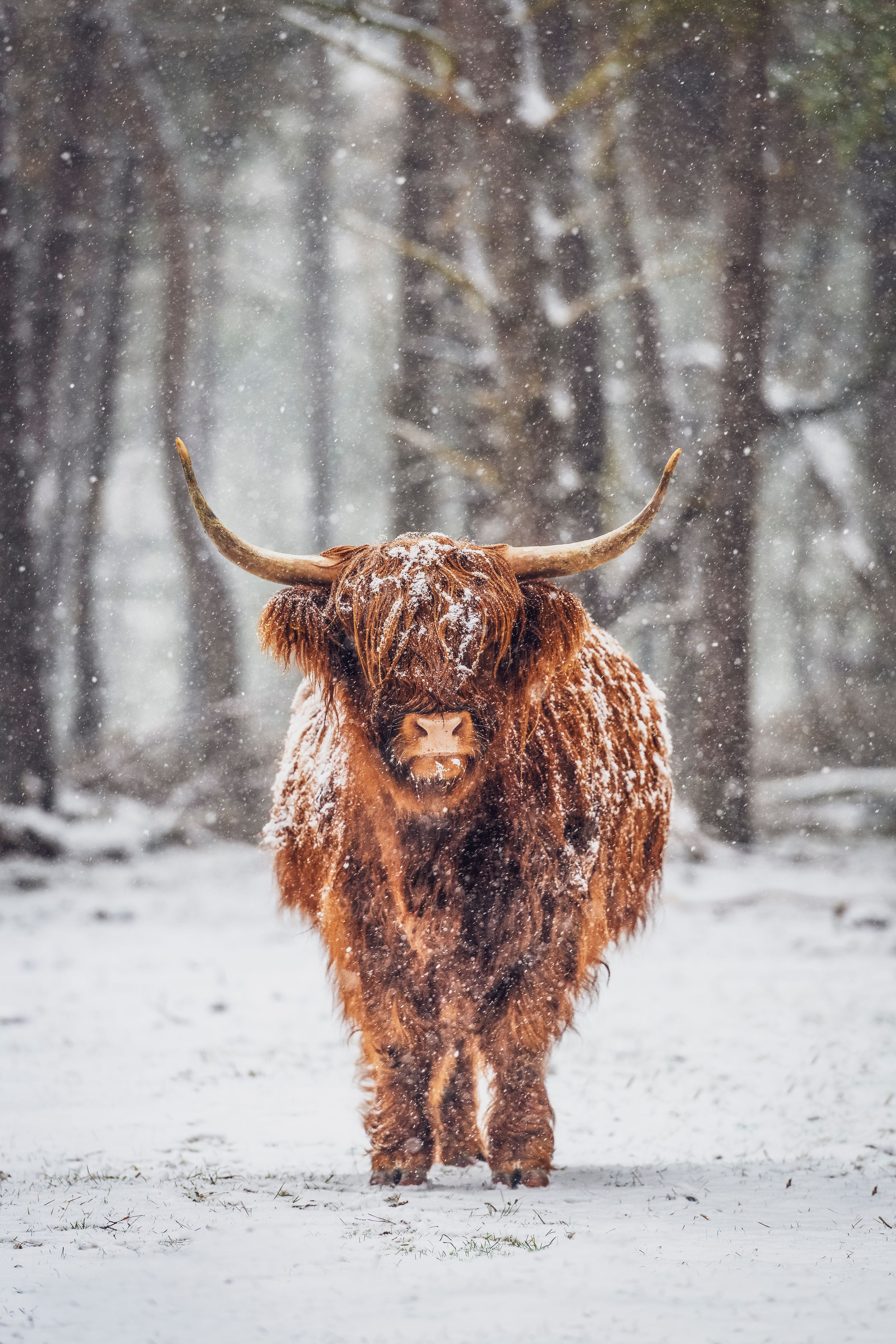 highland cattle winter