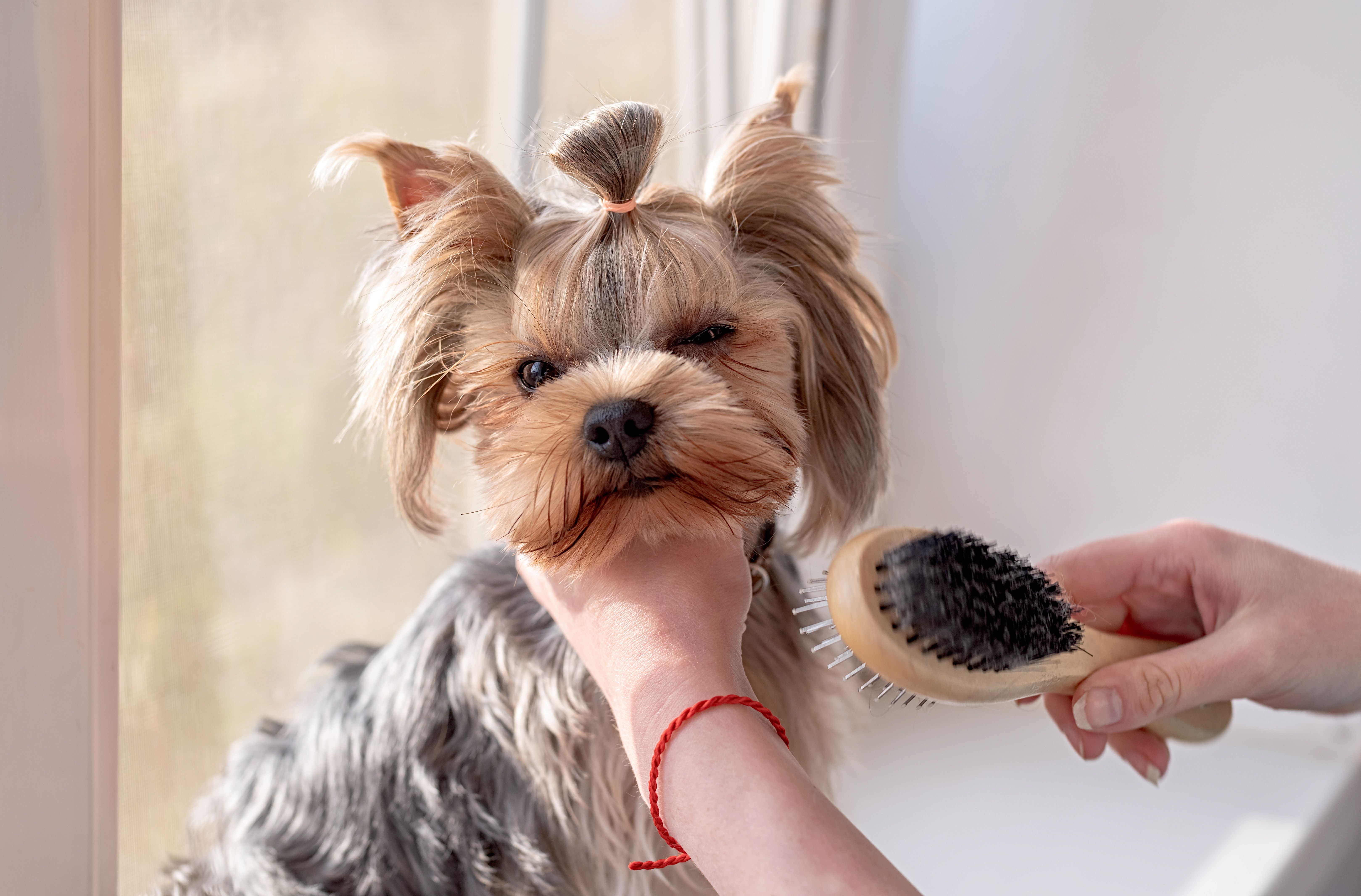 yorkie brushing