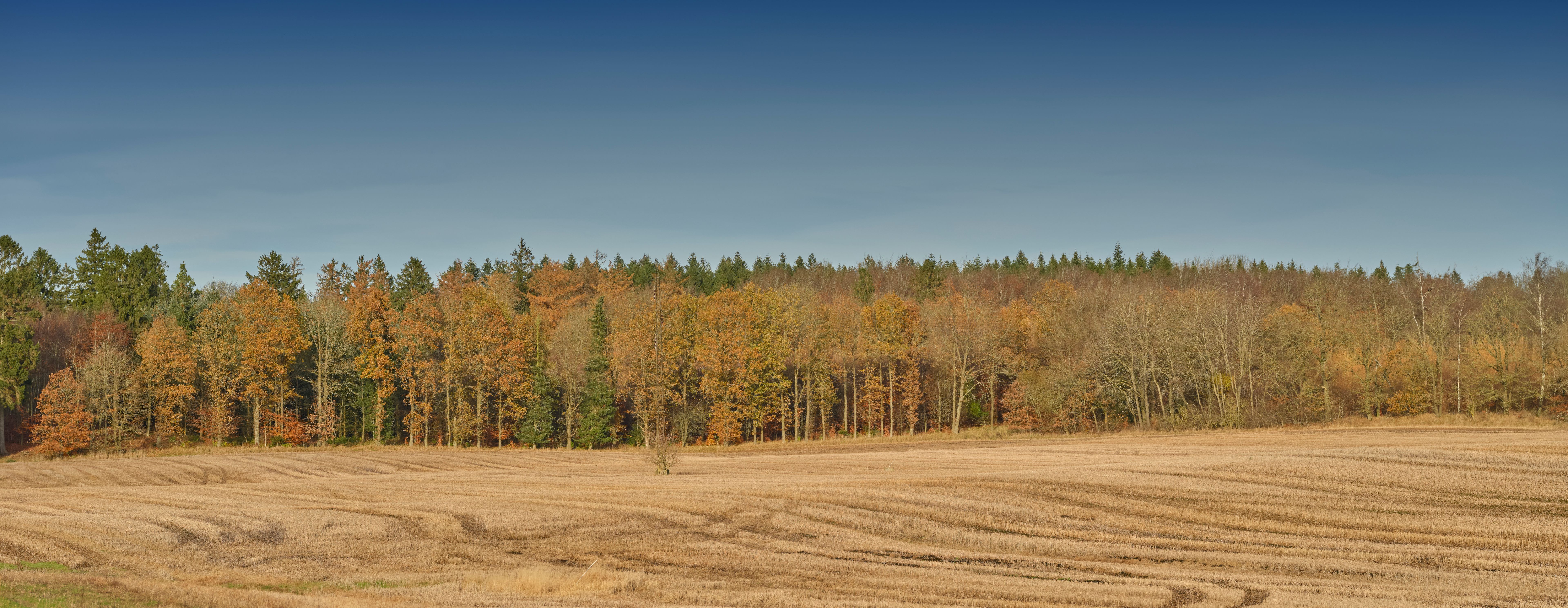 Beautiful autumn landscape with forests and harvested fields under clear skies in Denmark