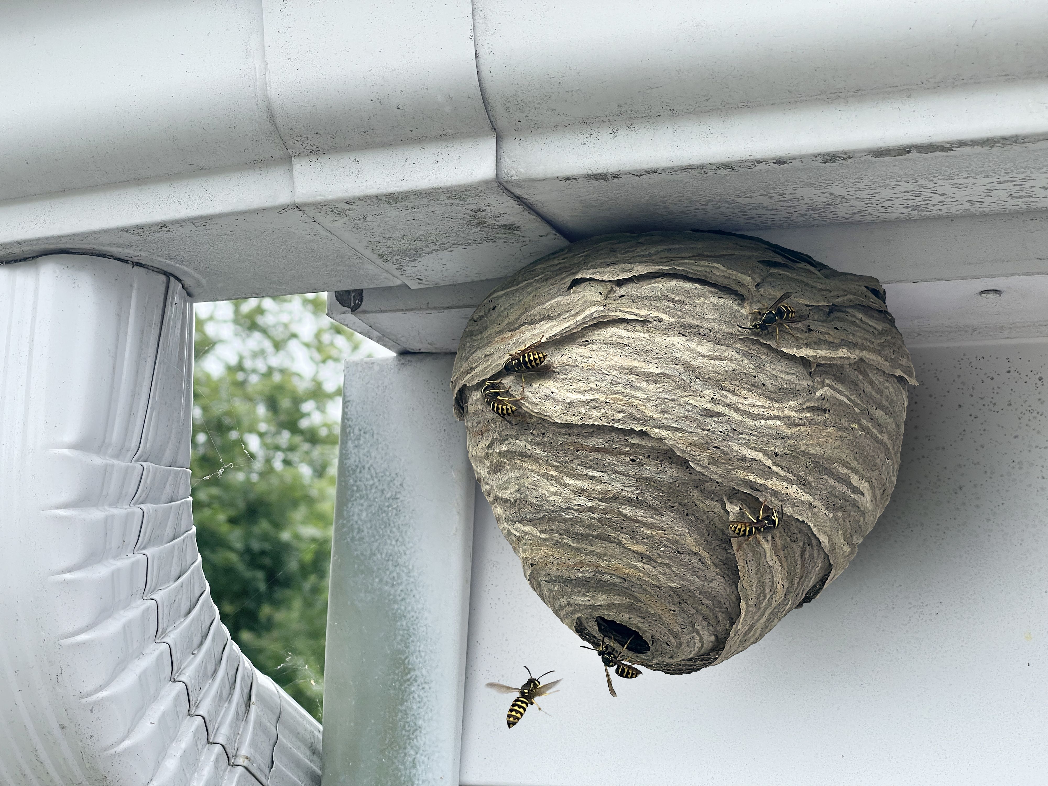 wasps nest