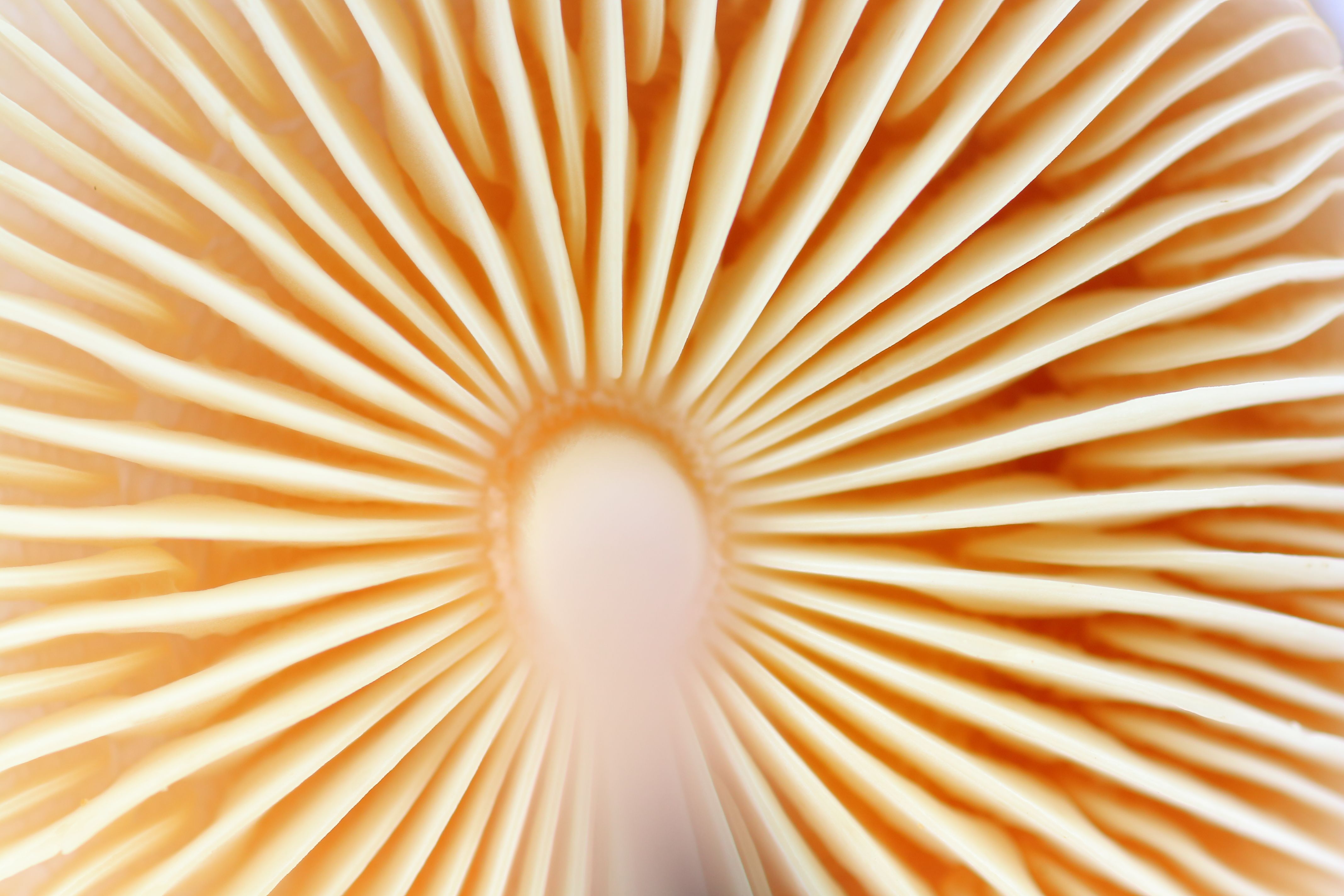 mushroom closeup