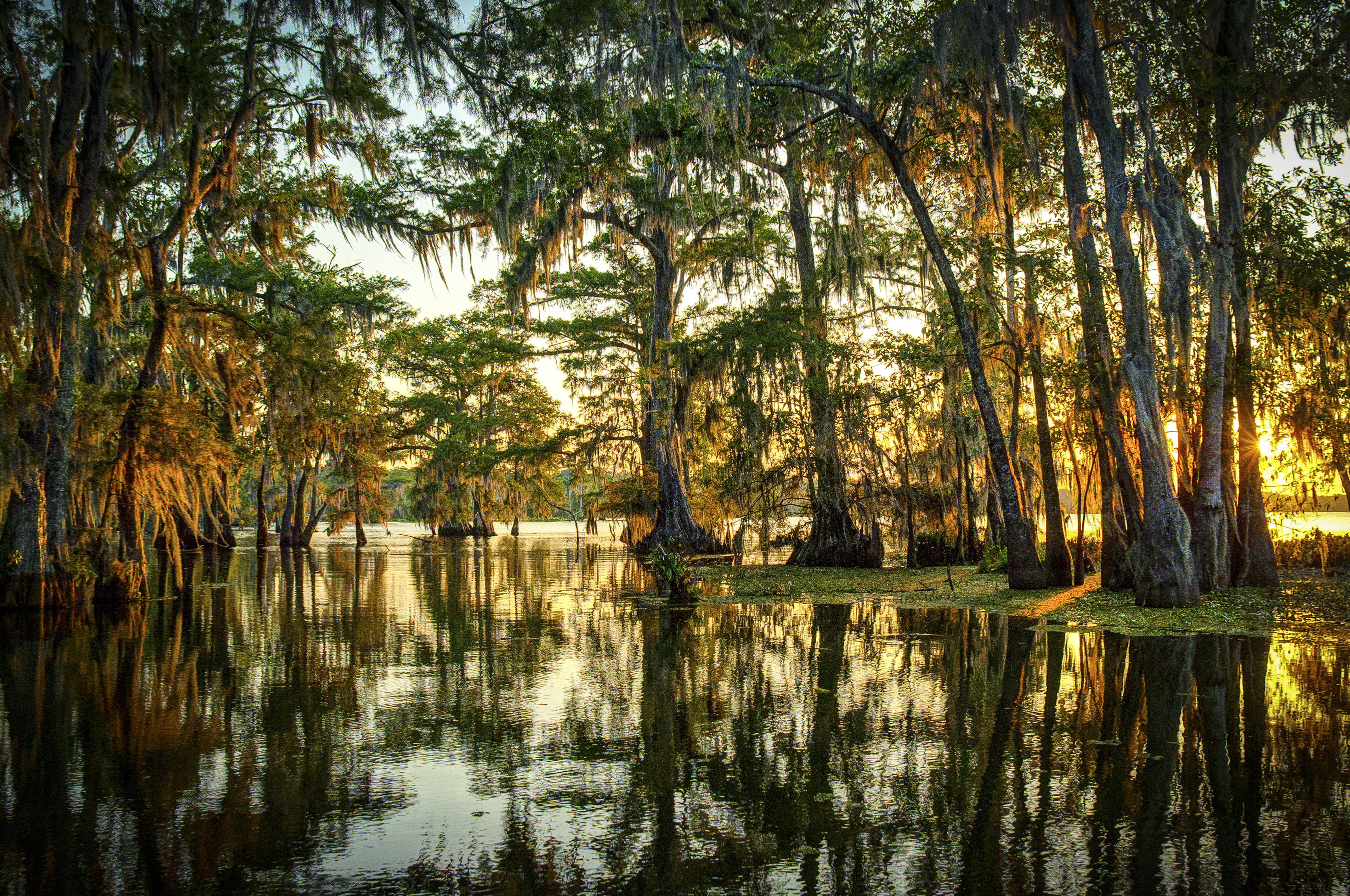 louisiana bayou