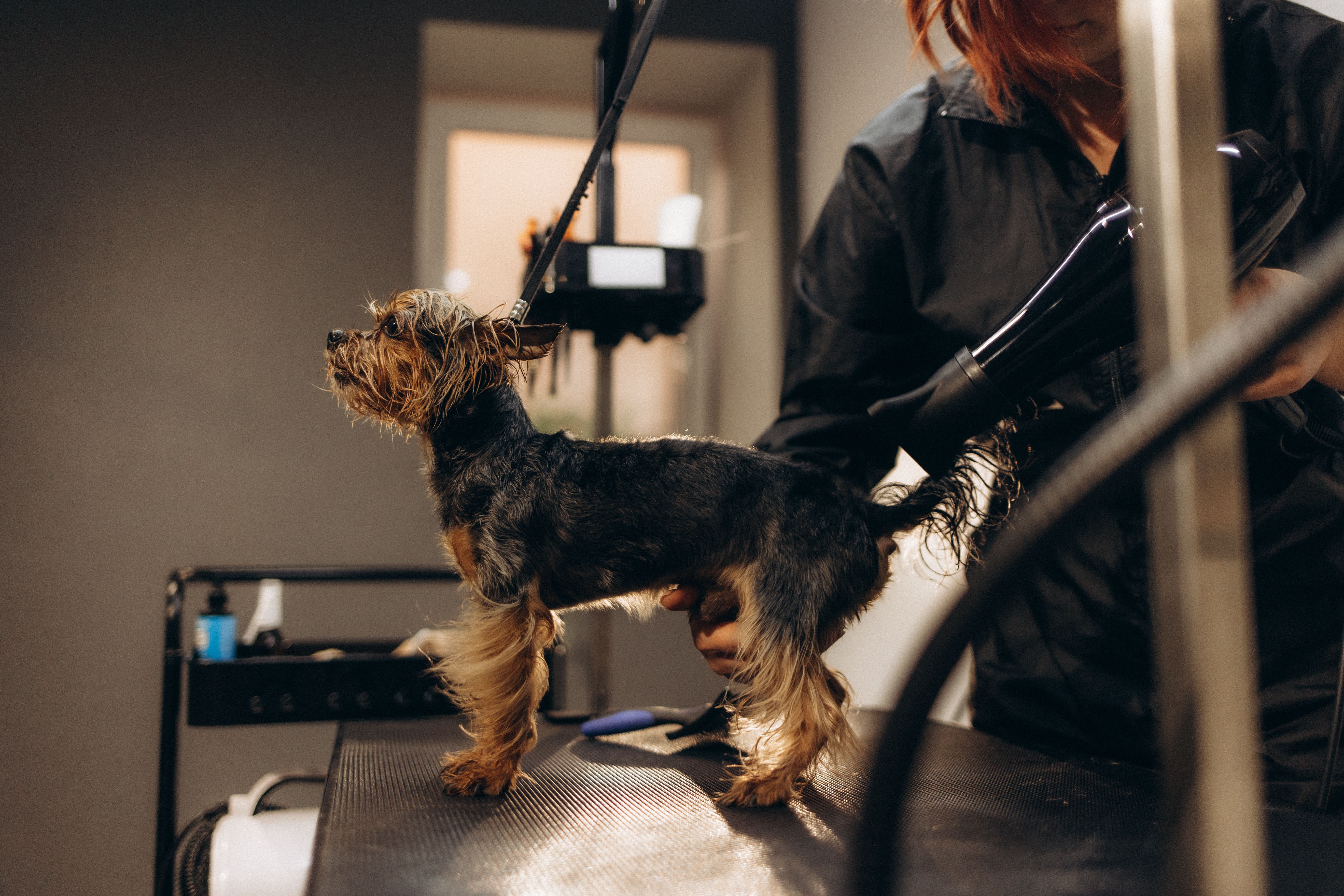 yorkie grooming