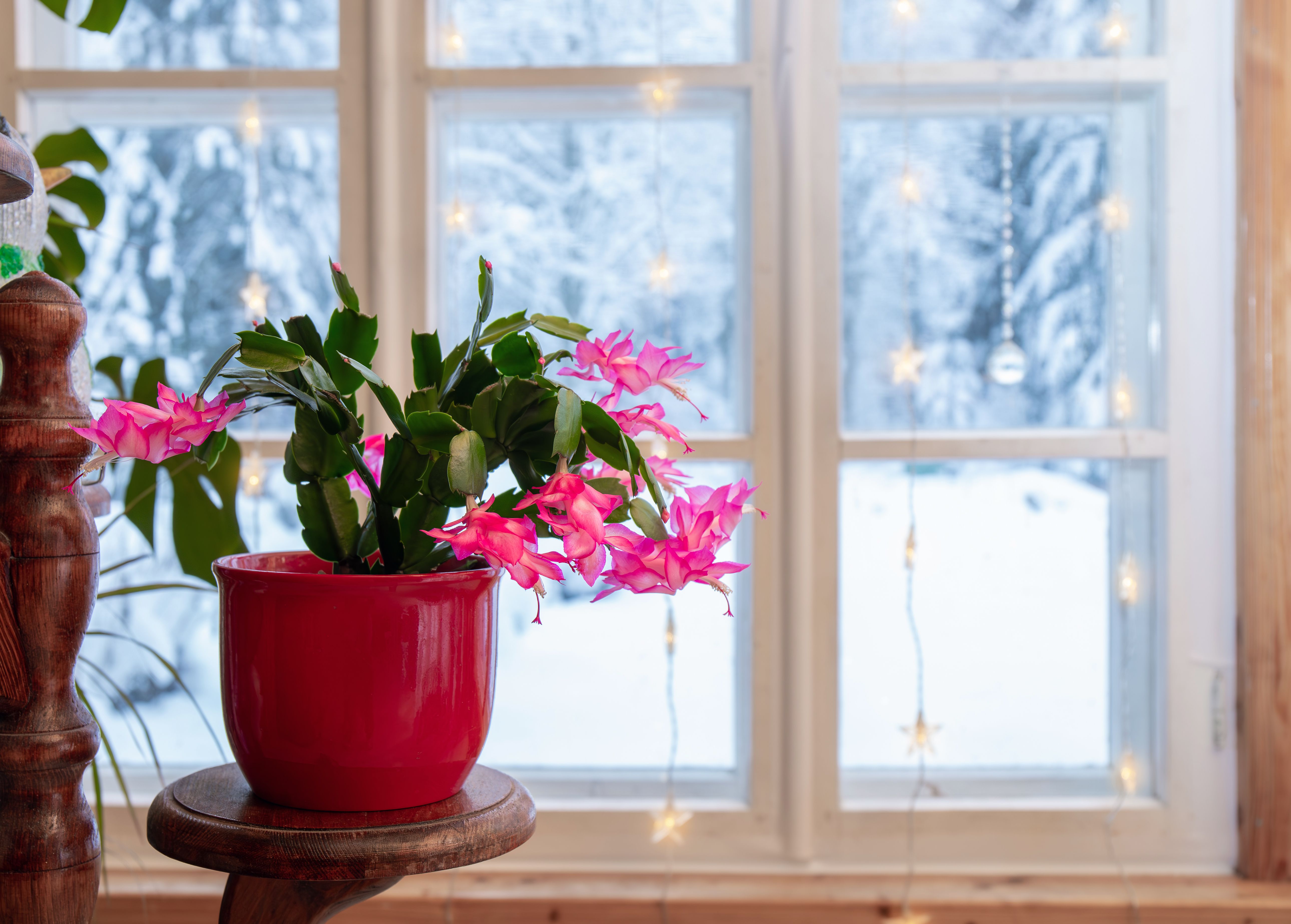 indoor christmas plants