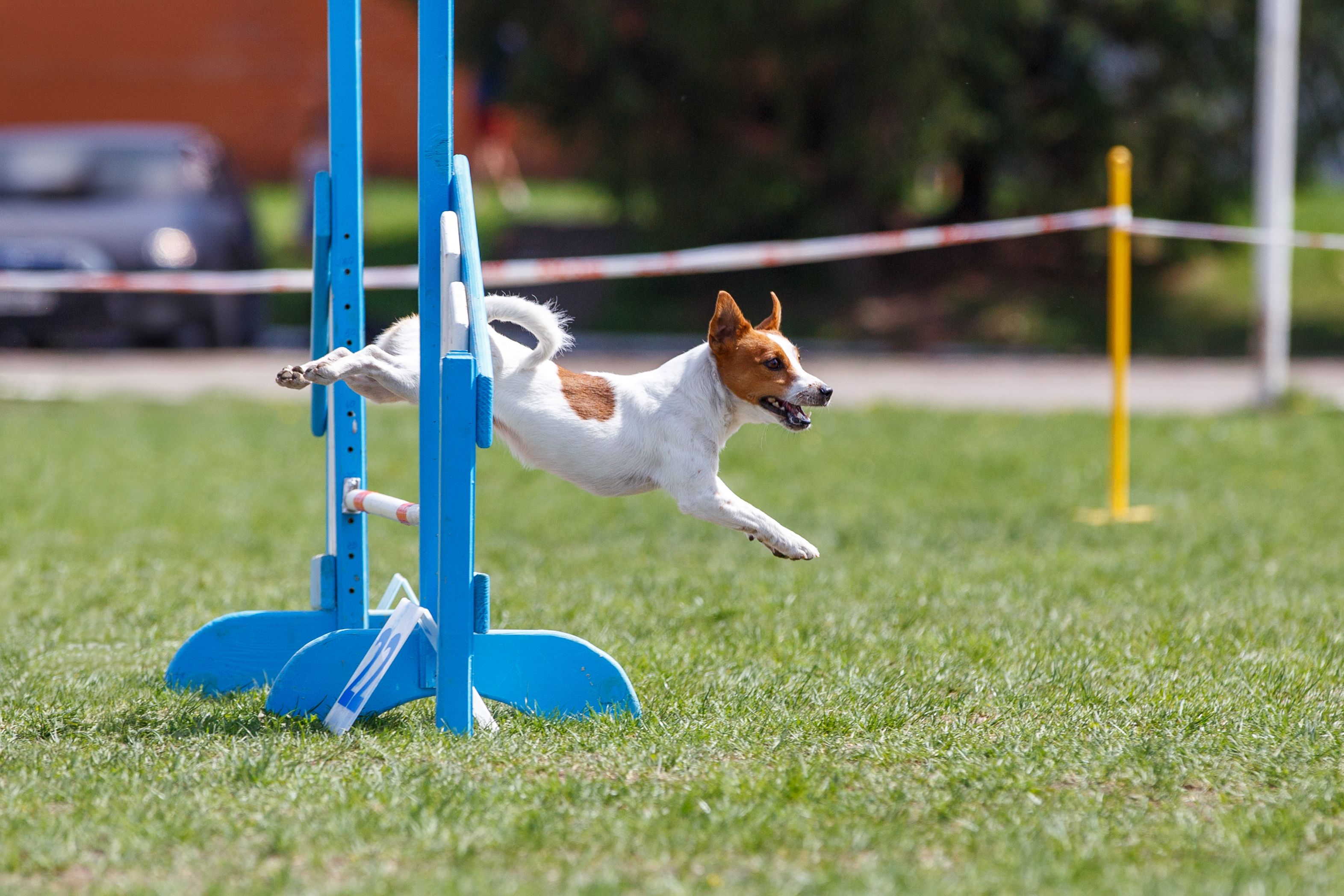 dog agility