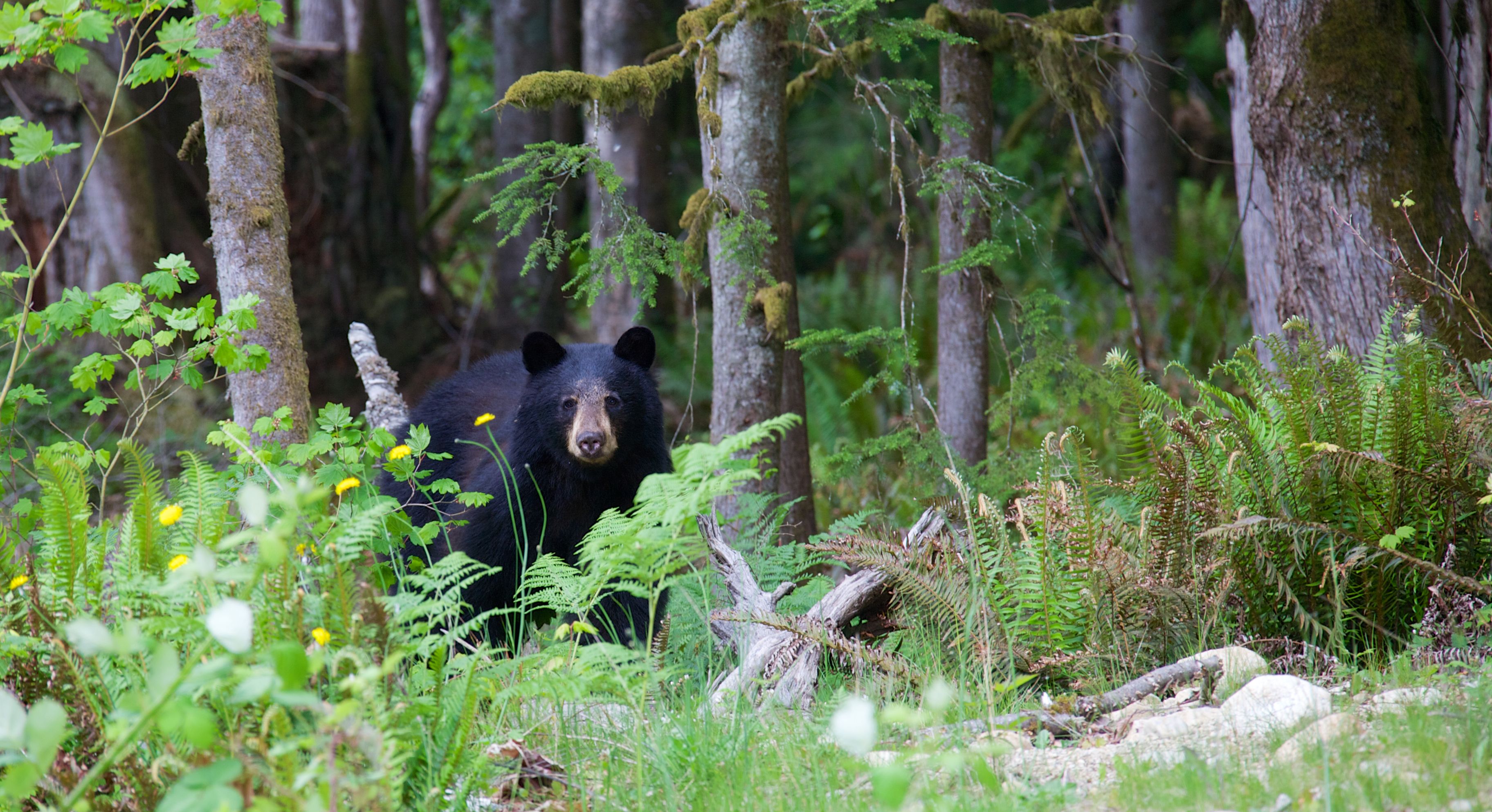 black bear forest