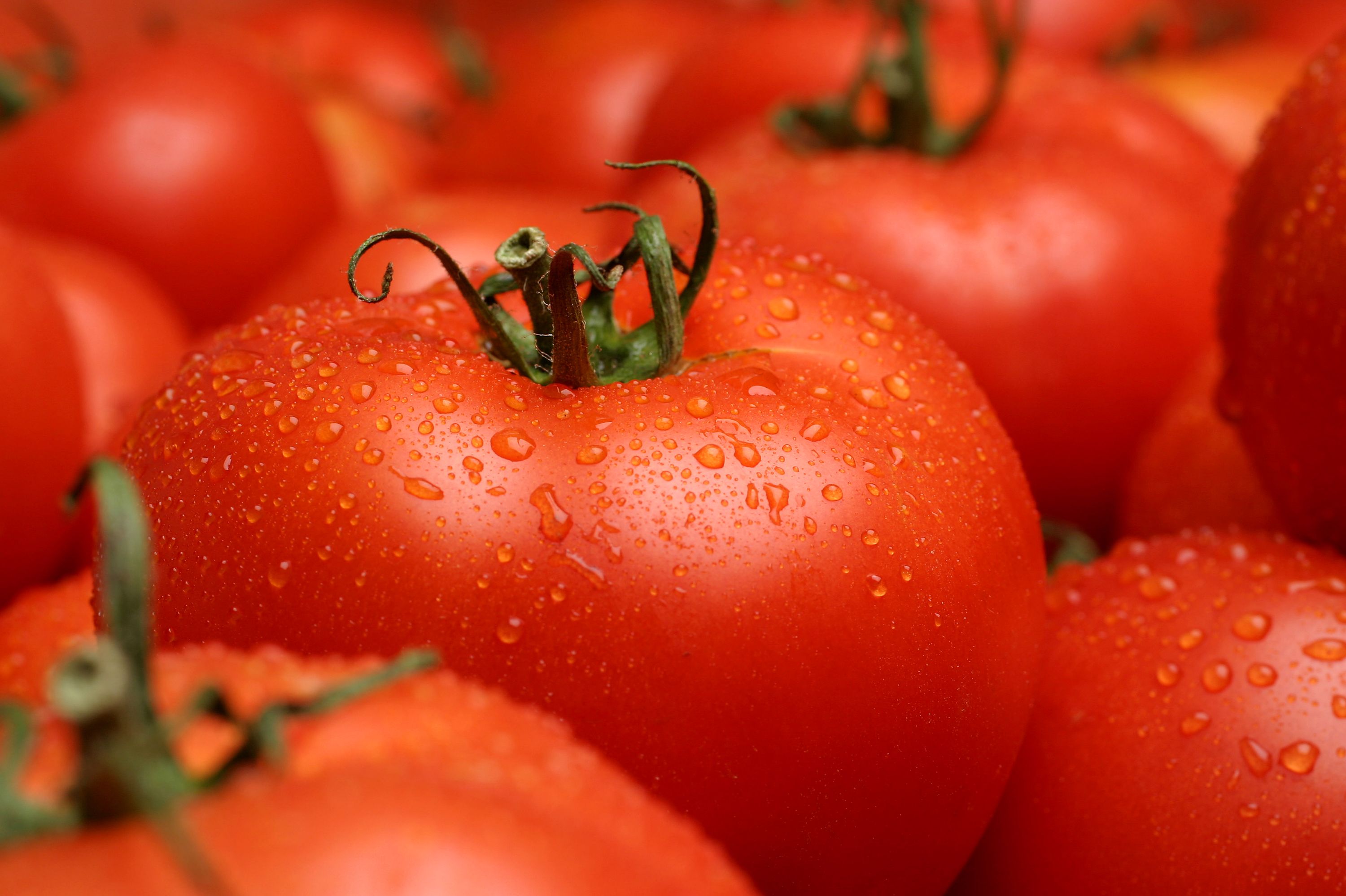 fresh tomatoes